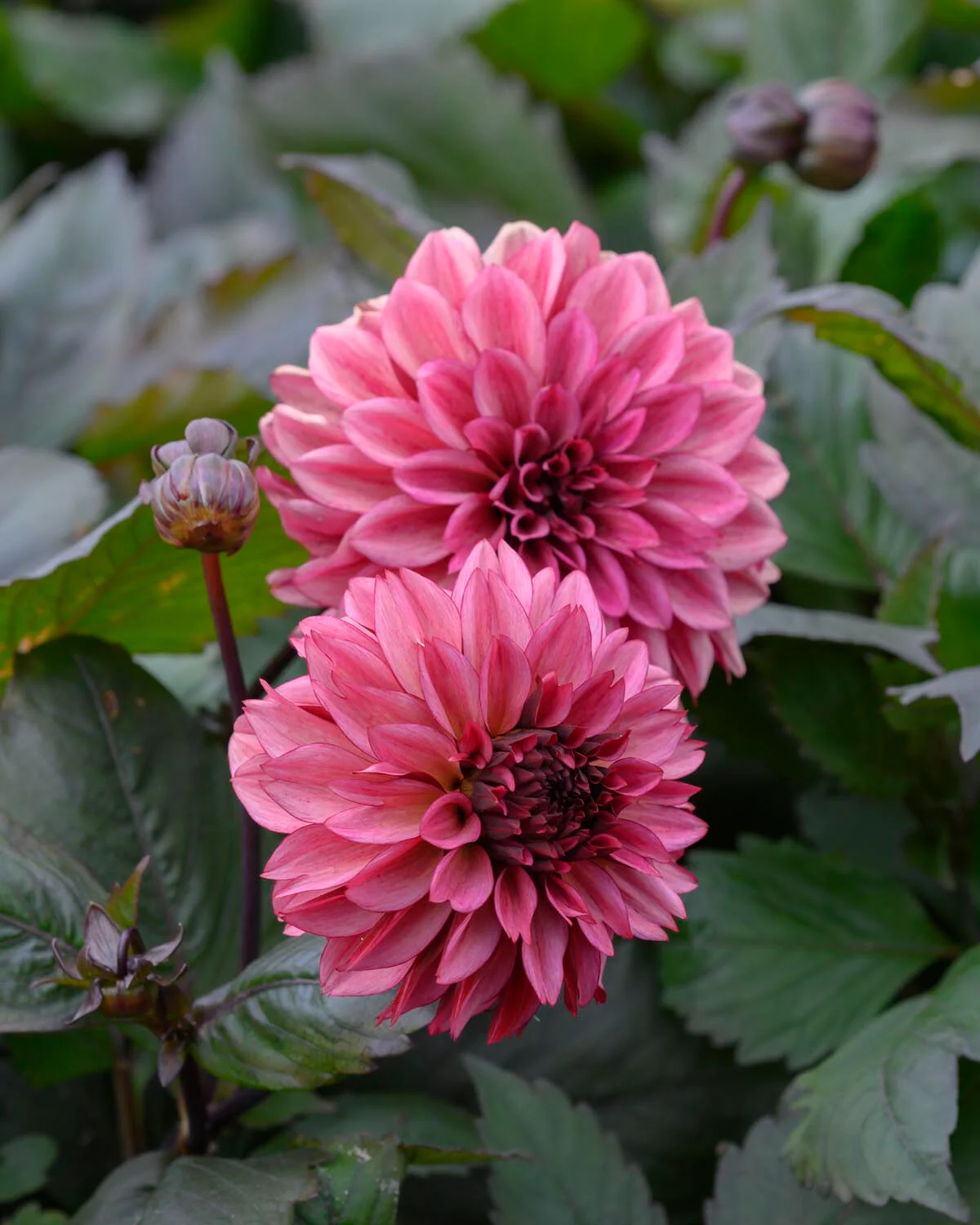 Dahlia 'Night Silence' - Image 6