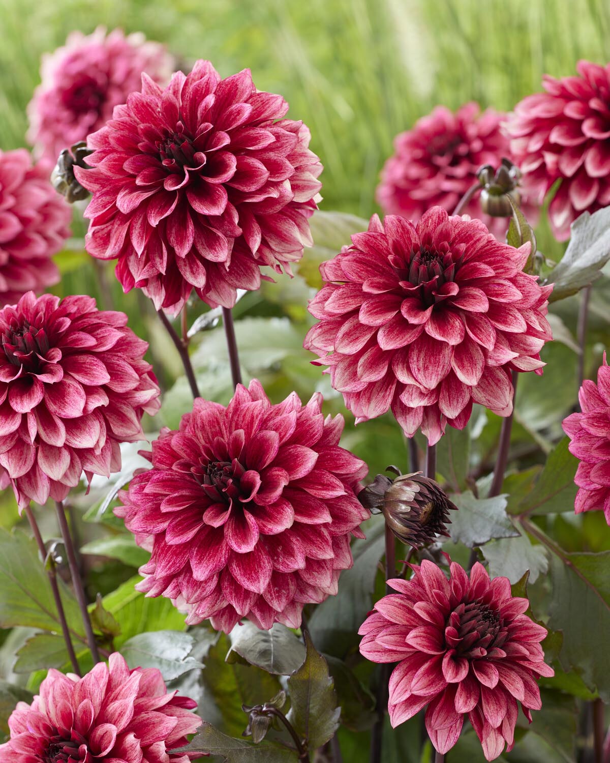 Dahlia 'Night Silence' - Image 7