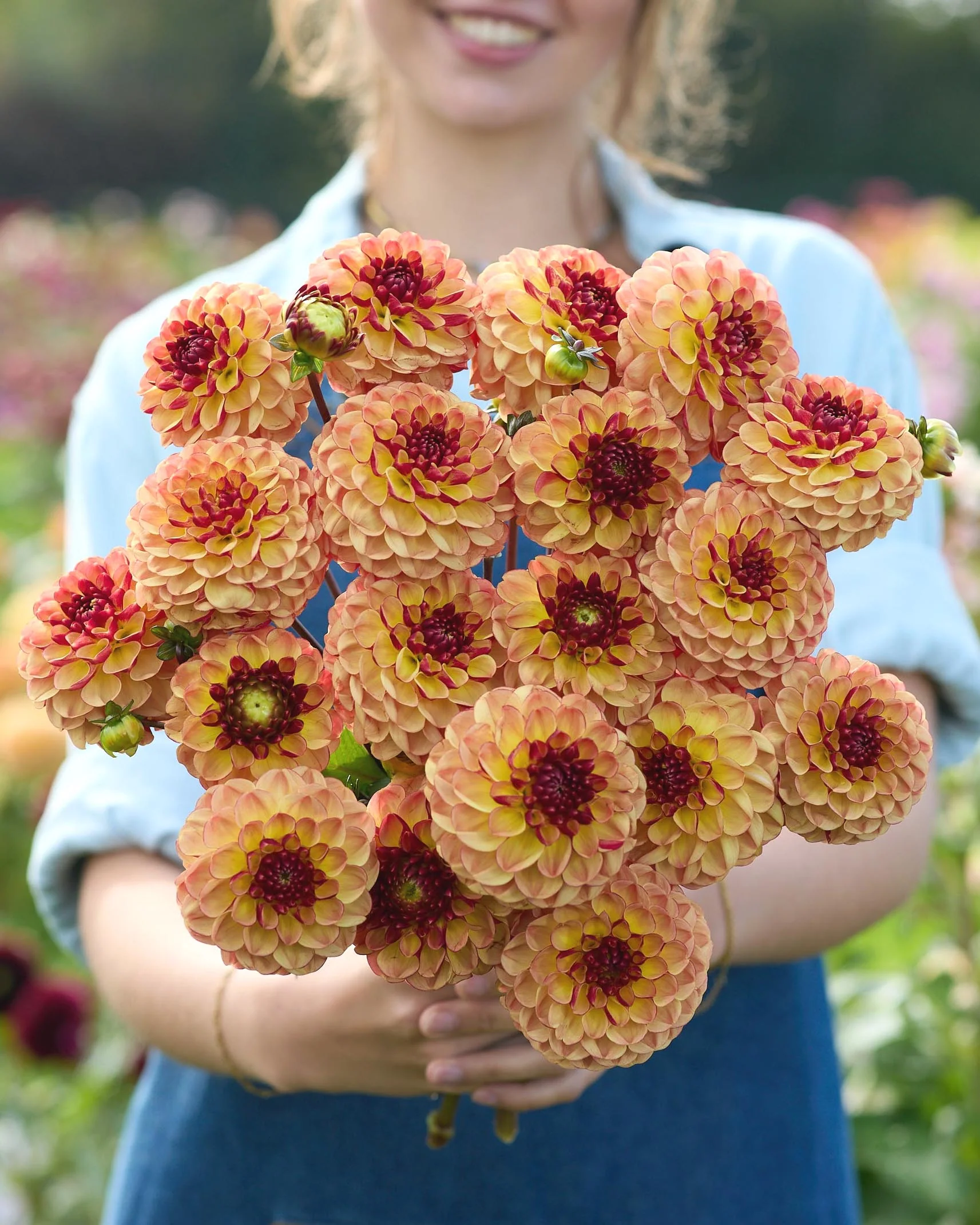 Dahlia 'Nightlife Coverband' - Image 2