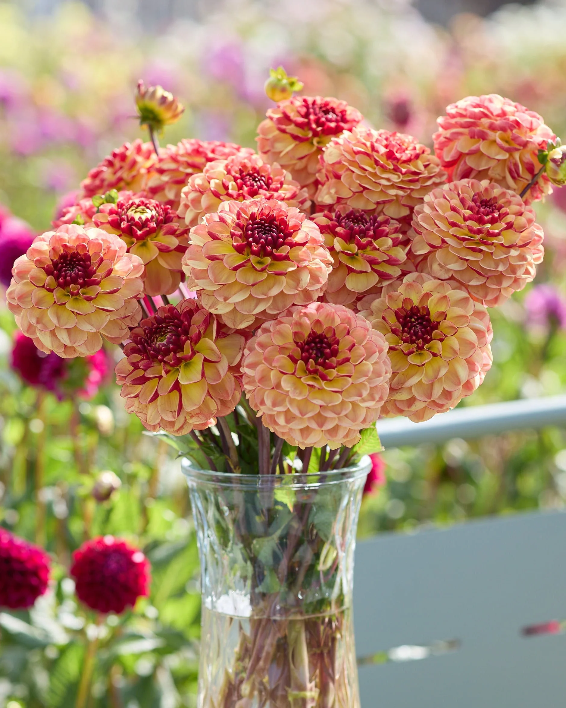 Dahlia 'Nightlife Coverband' - Image 4