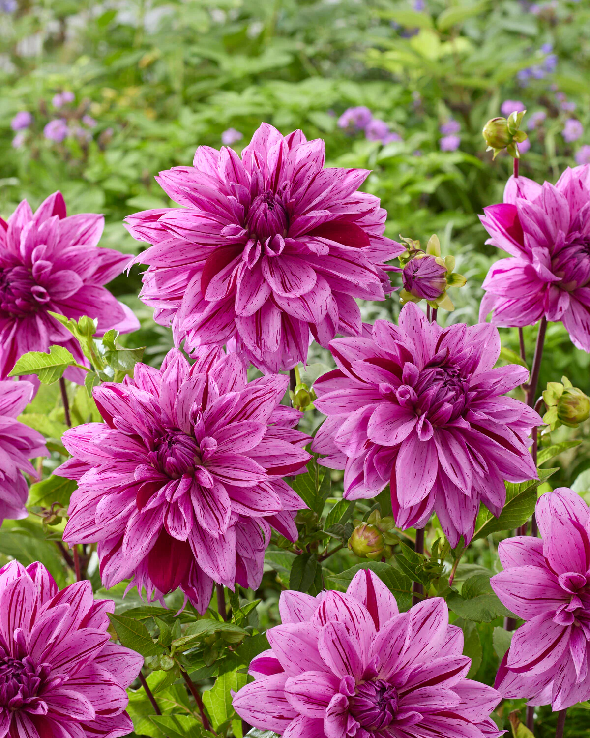 Dahlia 'Nikola Tesla' - Image 2