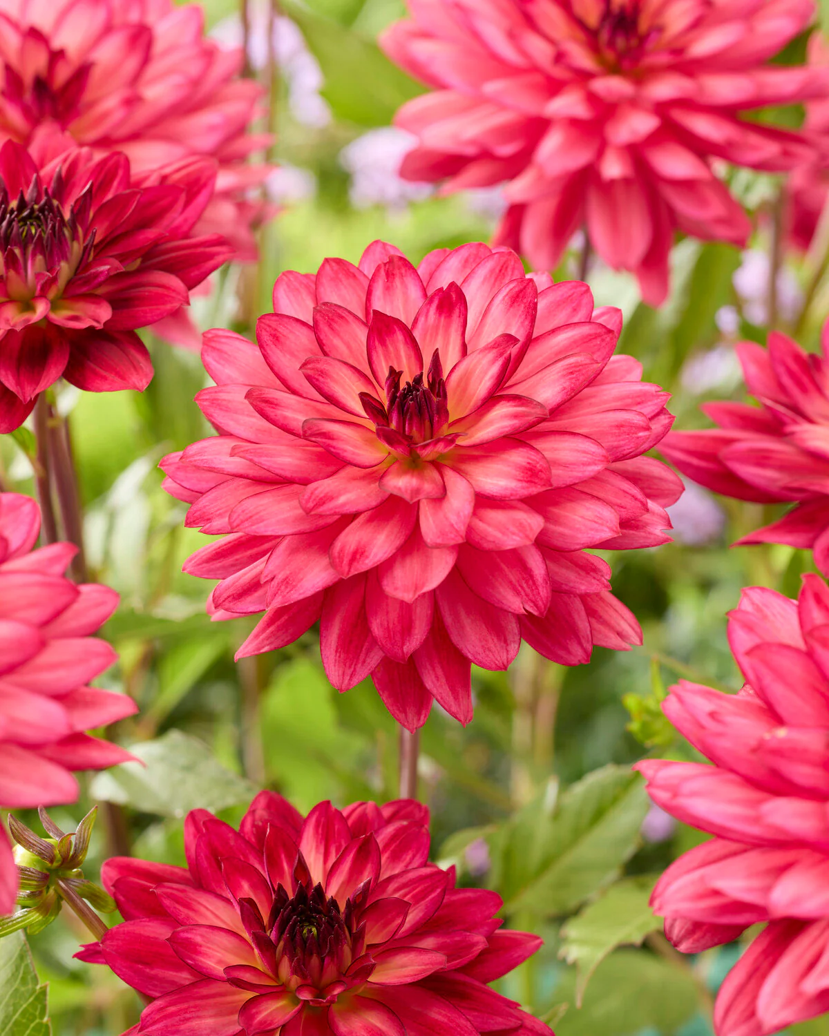 Dahlia 'Ocean of Love' - Image 2