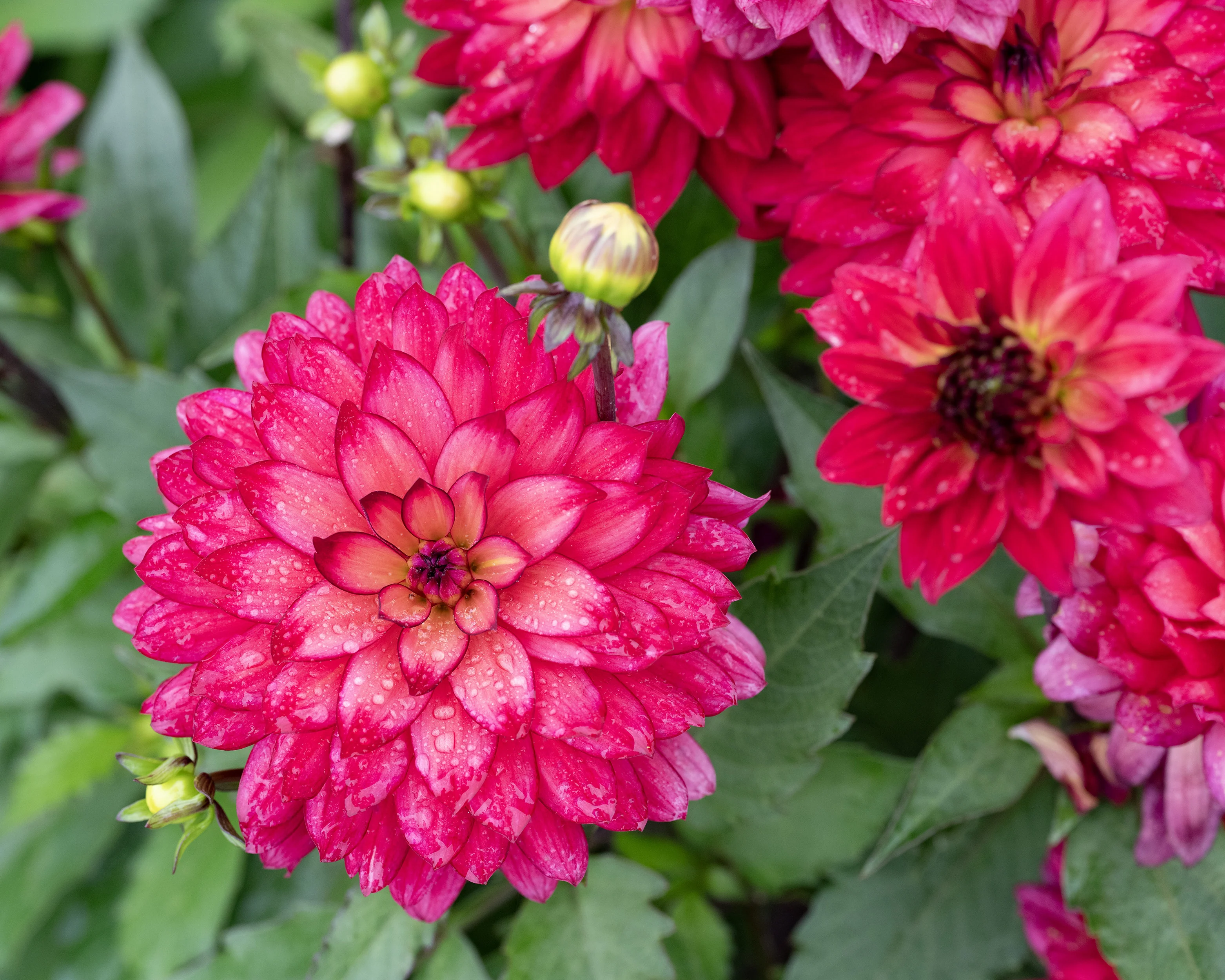 Dahlia 'Ocean of Love' - Image 4