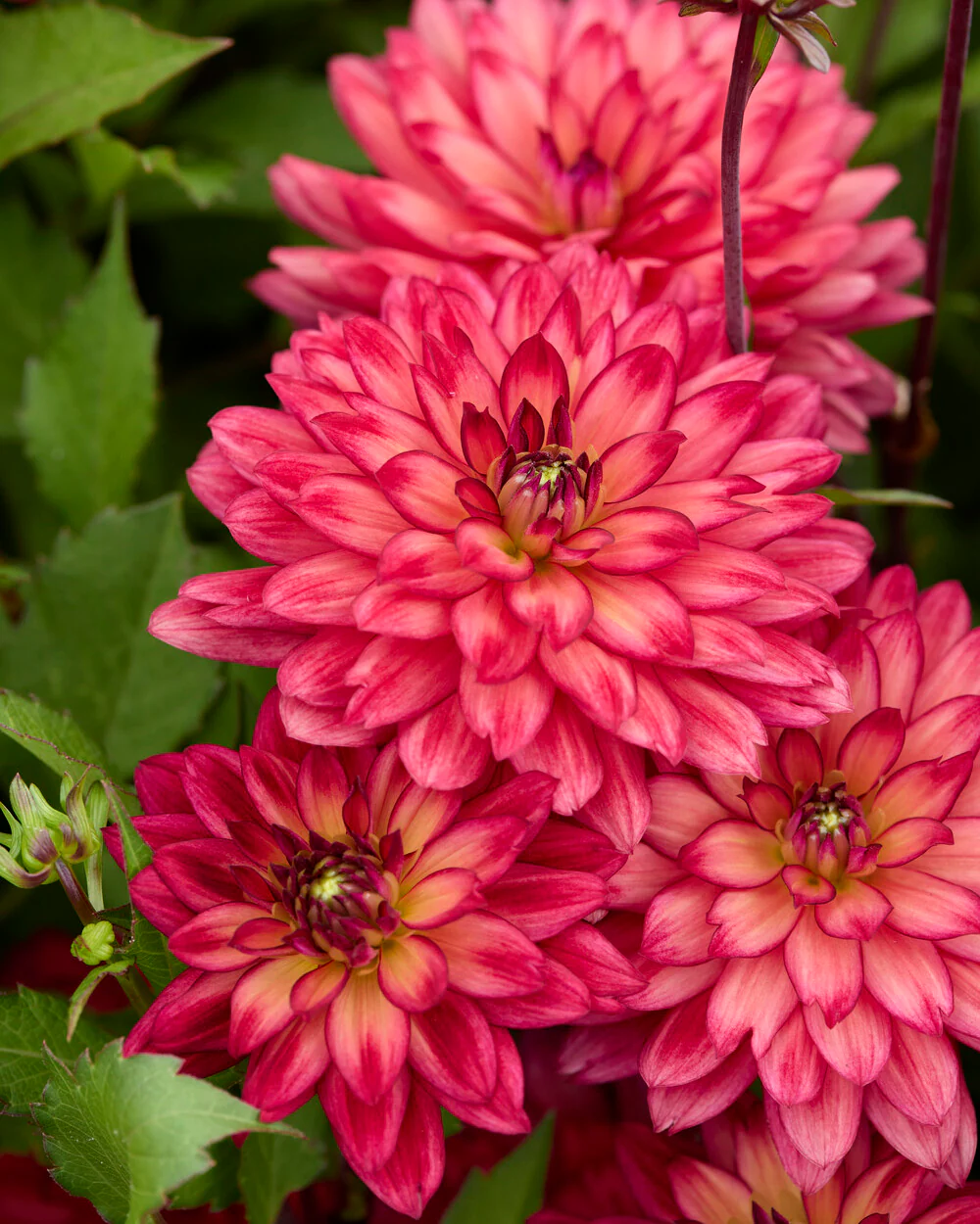 Dahlia 'Ocean of Love' - Image 5