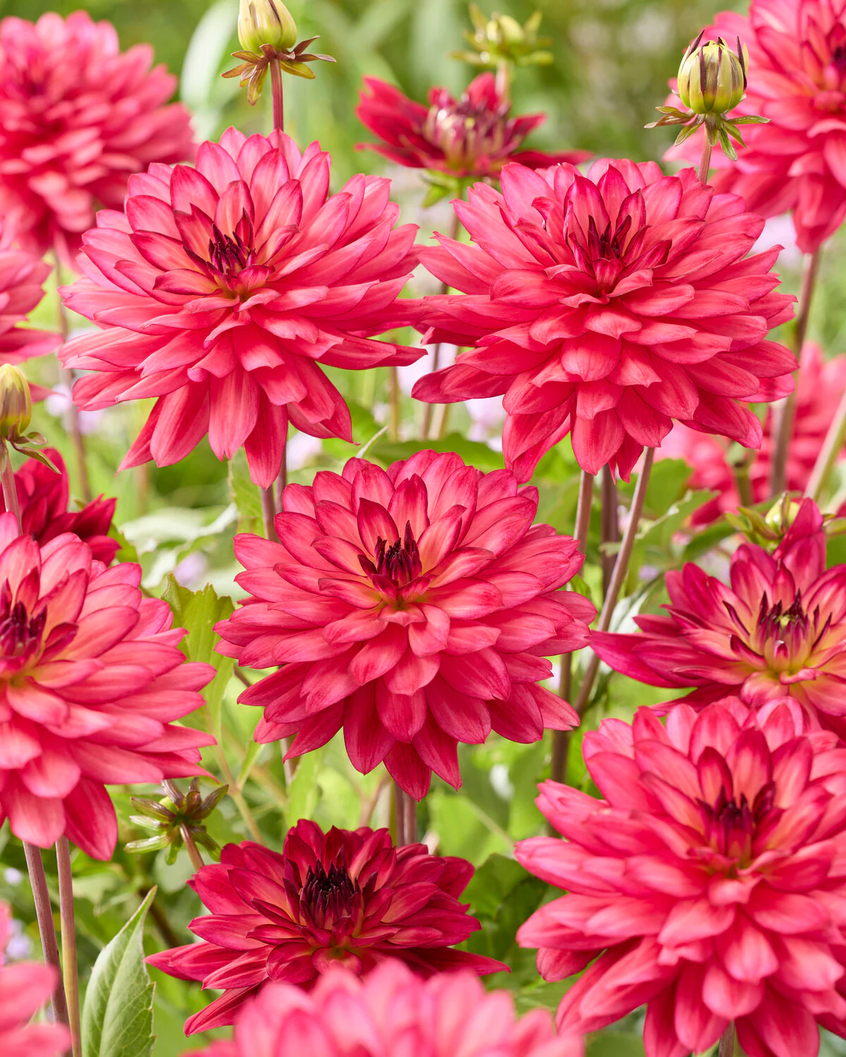 Dahlia 'Ocean of Love' - Image 6