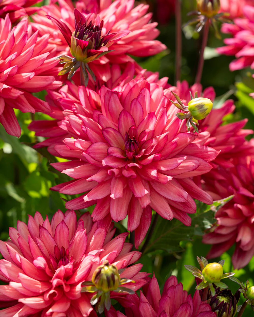 Dahlia 'Ocean of Love' - Image 7