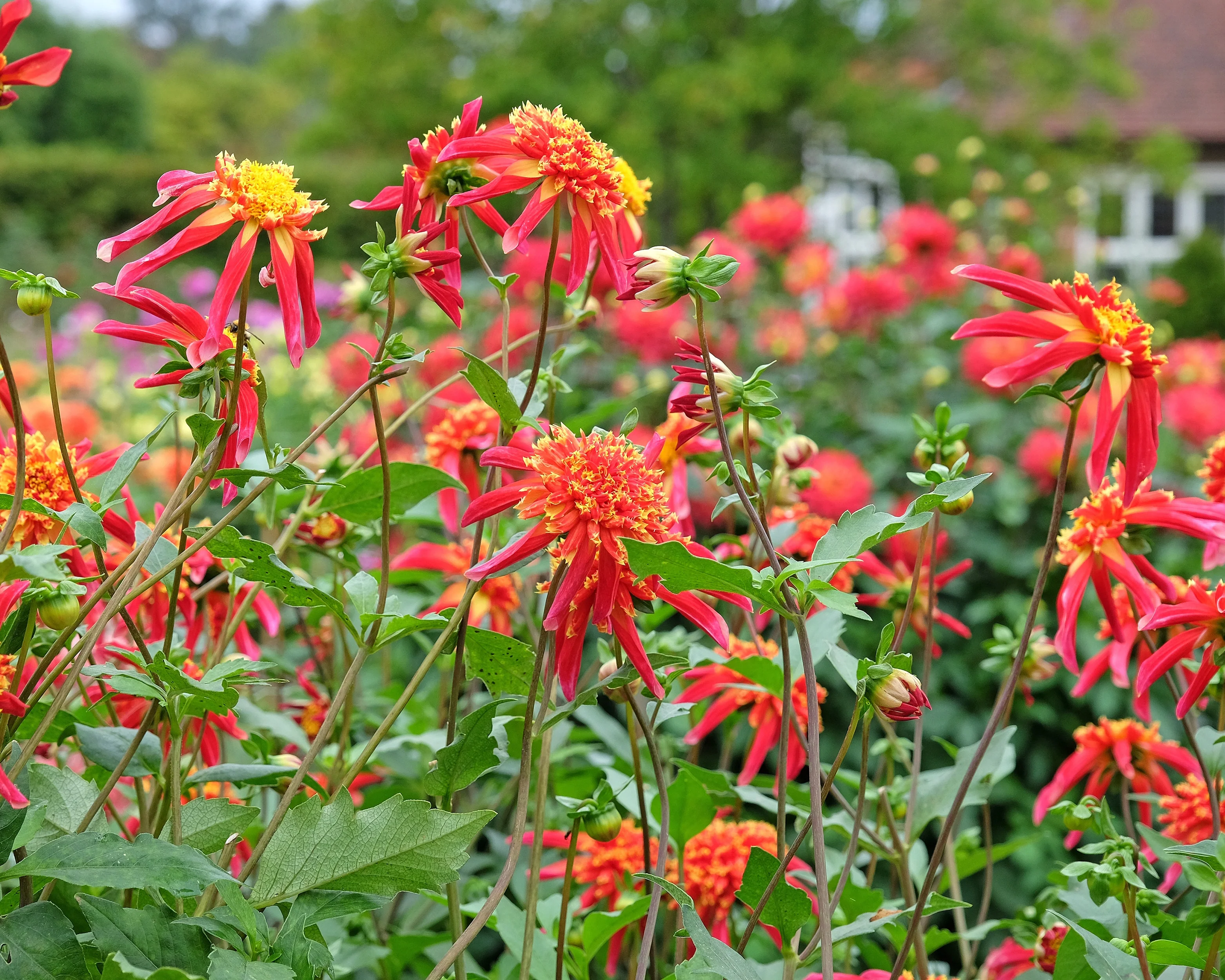 Dahlia 'Octopus Sparkle' - Image 2
