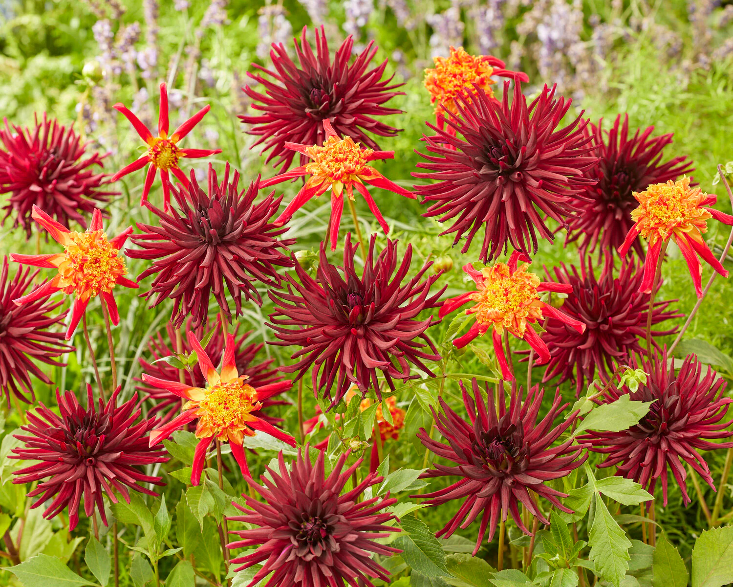 Dahlia 'Octopus Sparkle' - Image 6