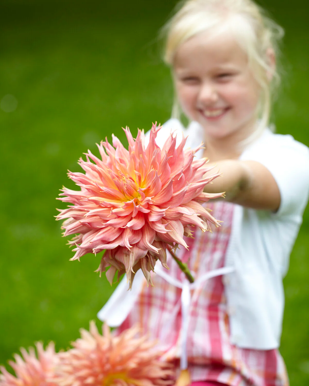 Dahlia 'Omega' - Image 10