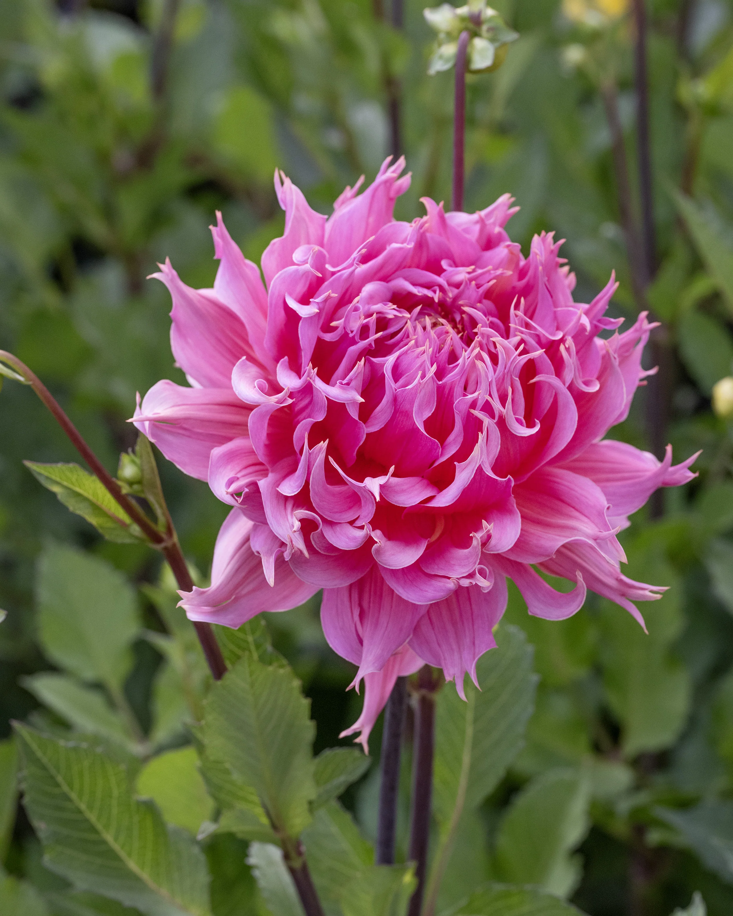 Dahlia 'Omega' - Image 7