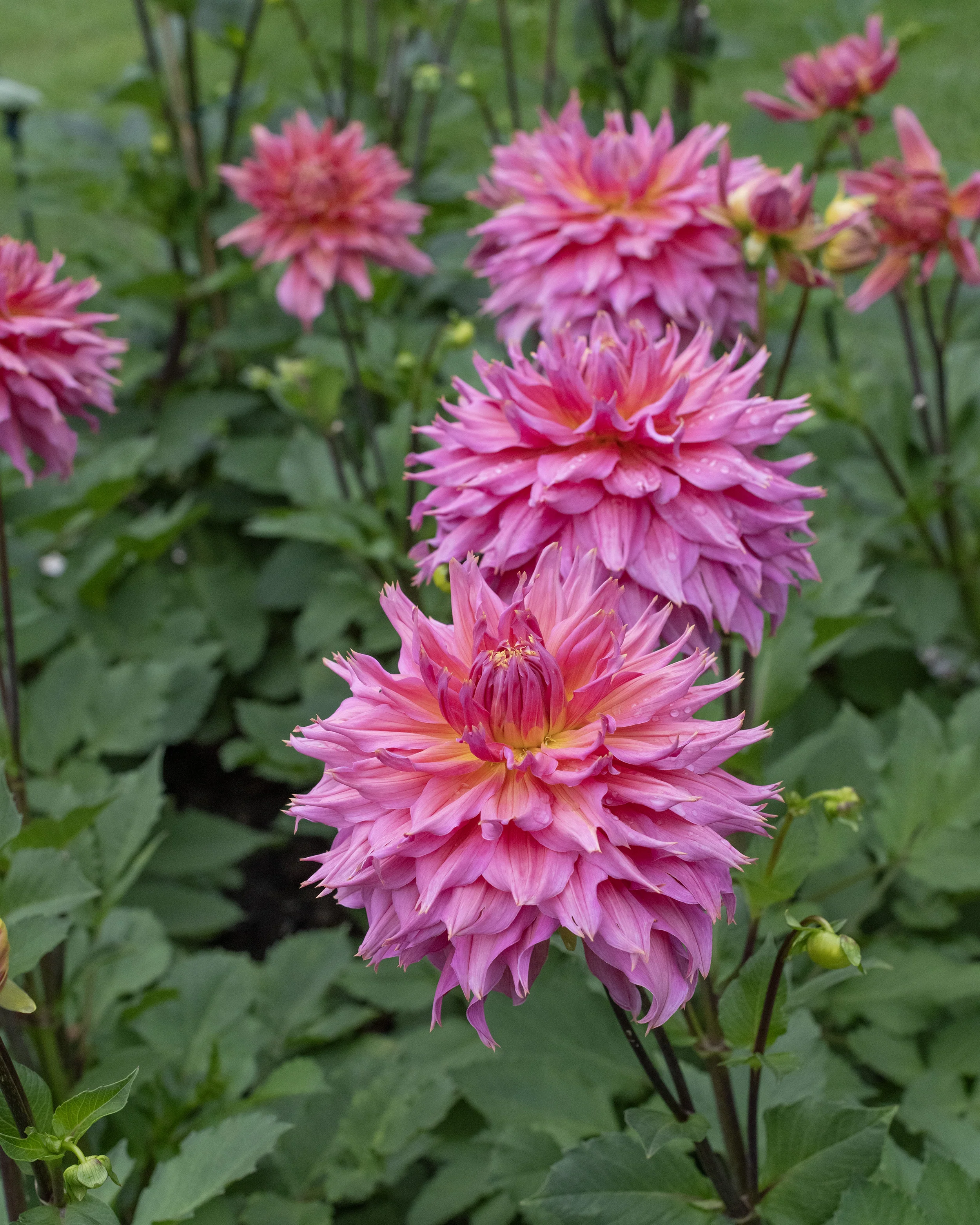 Dahlia 'Omega' - Image 9