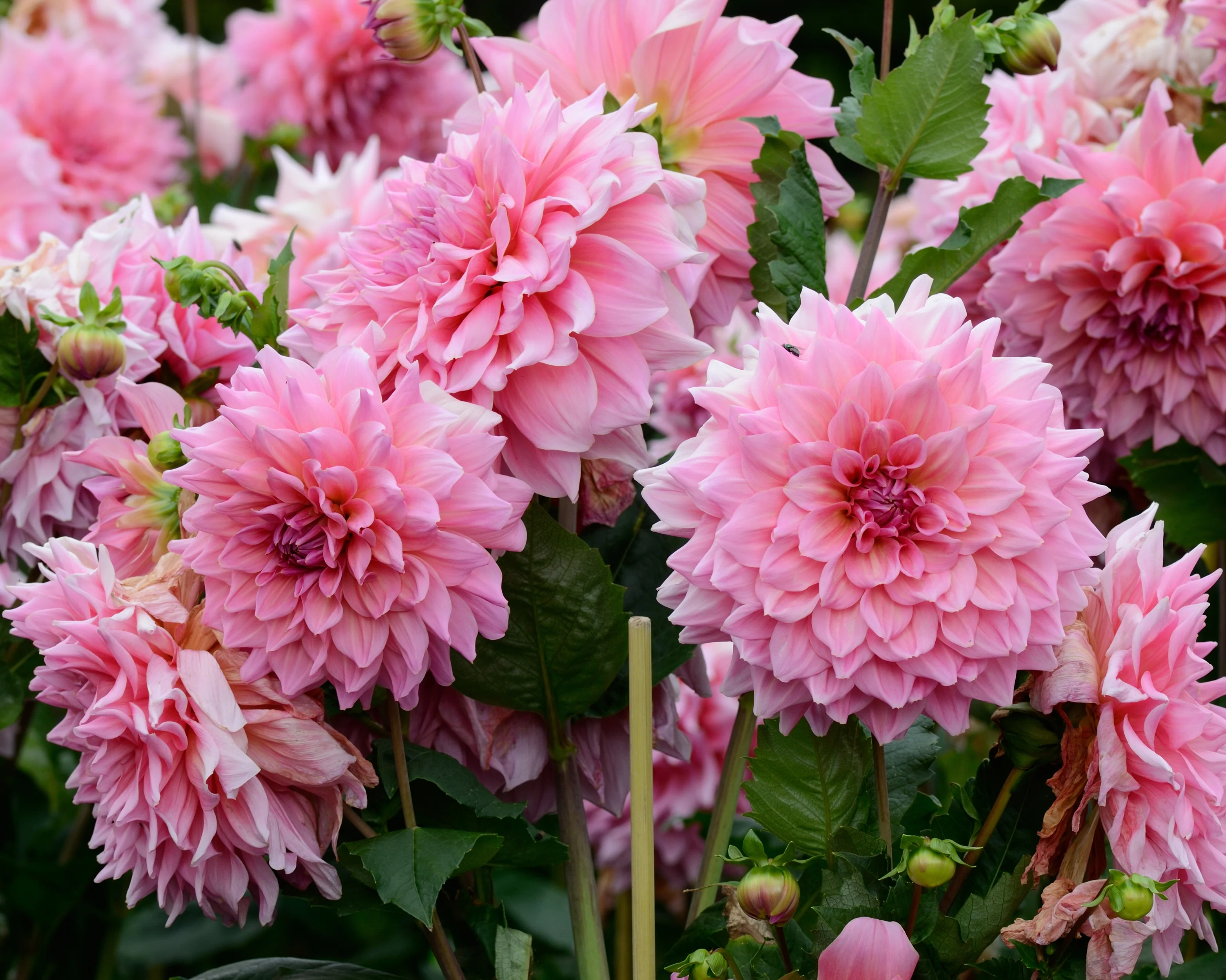 Dahlia 'Otto's Thrill' - Image 2