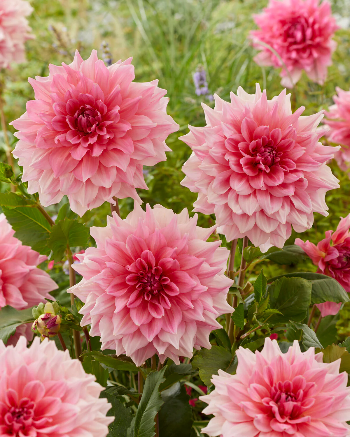 Dahlia 'Otto's Thrill' - Image 3