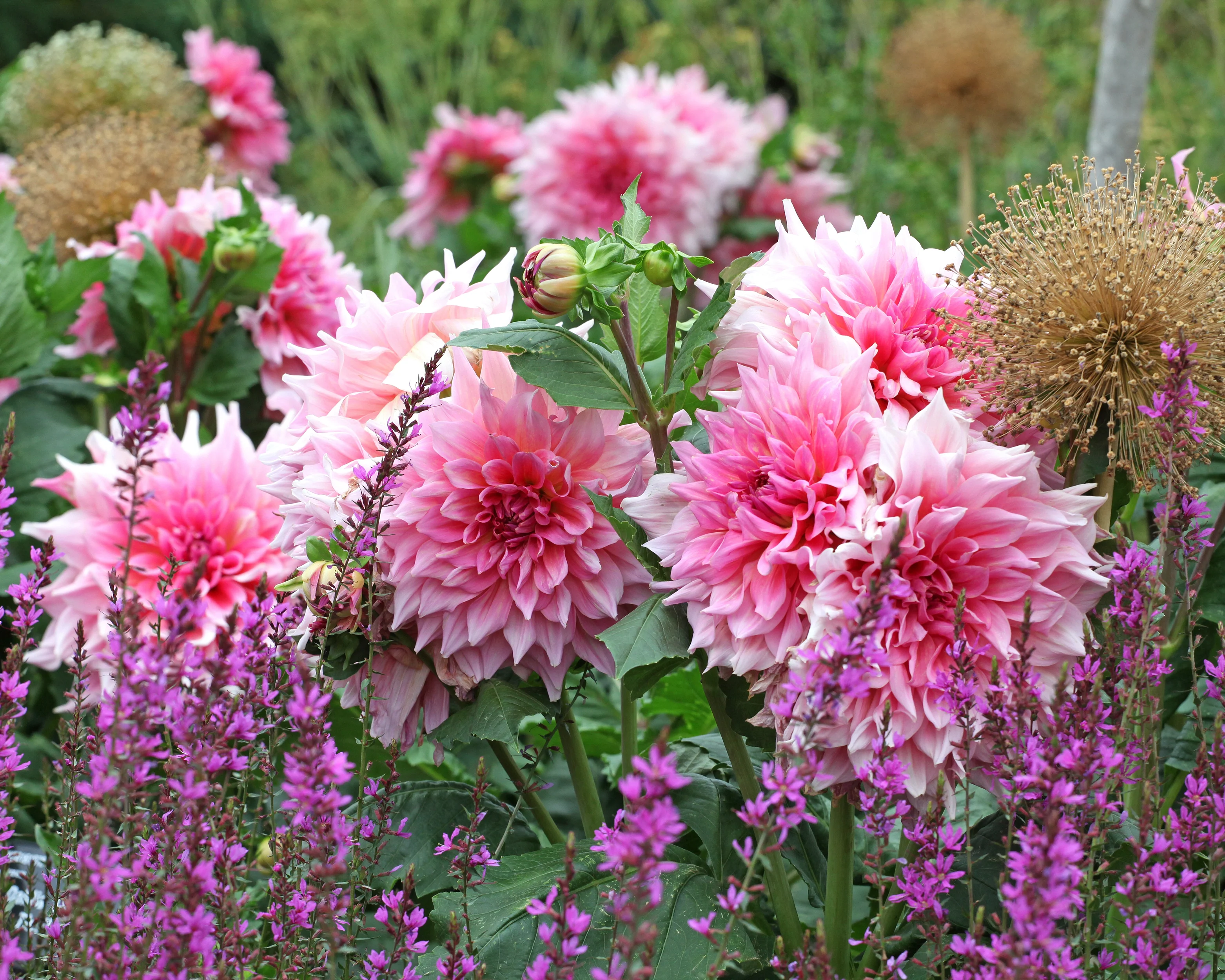 Dahlia 'Otto's Thrill' - Image 4