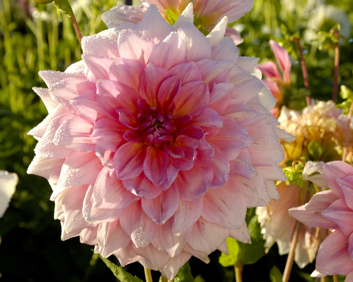 Dahlia 'Otto's Thrill' - Image 8