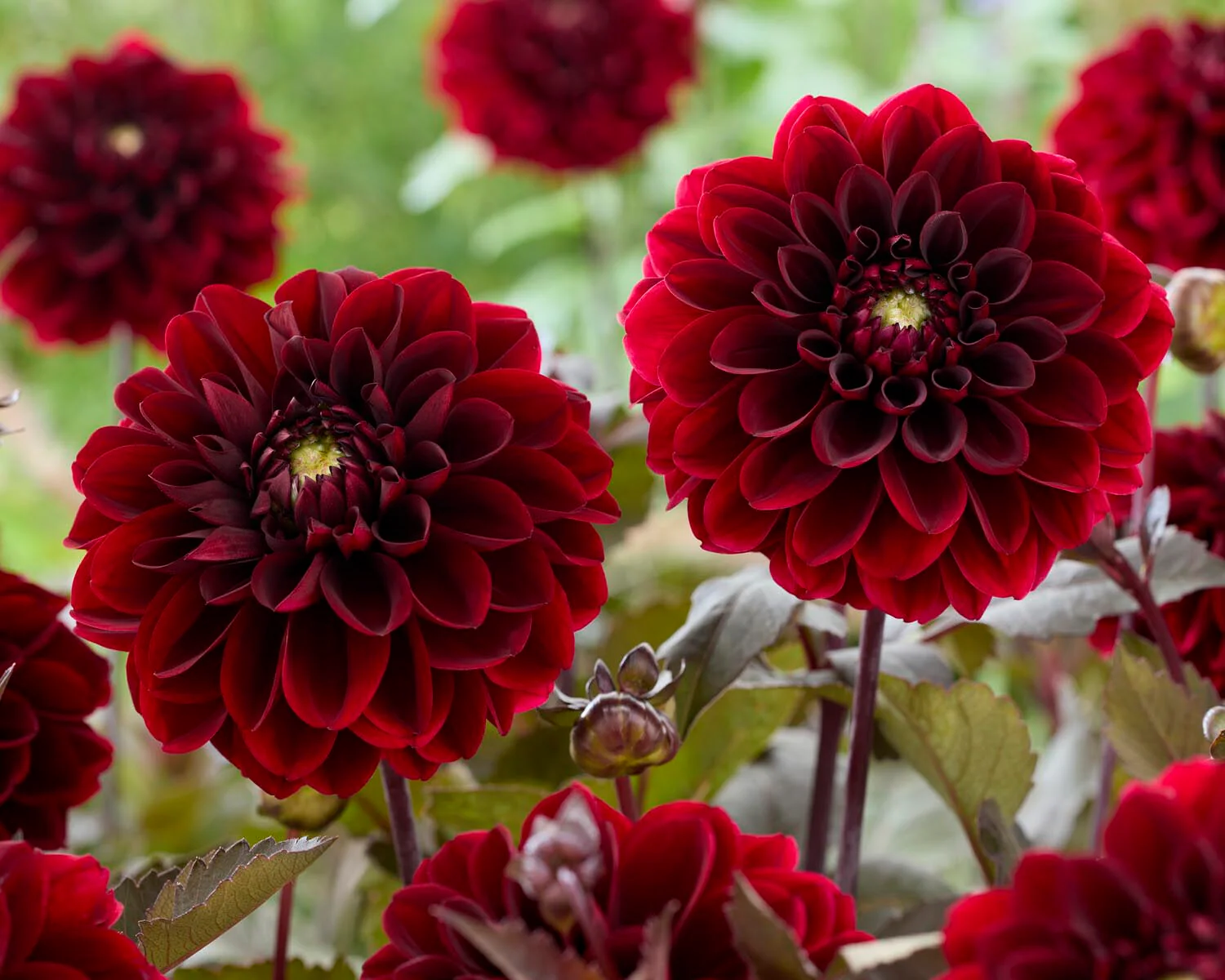 Dahlia 'Ozzy' - Image 2