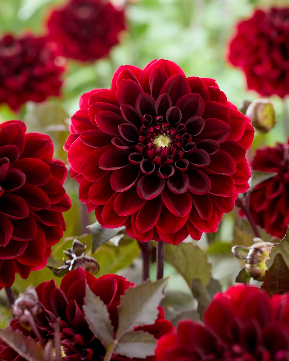 Dahlia 'Ozzy' - Image 3