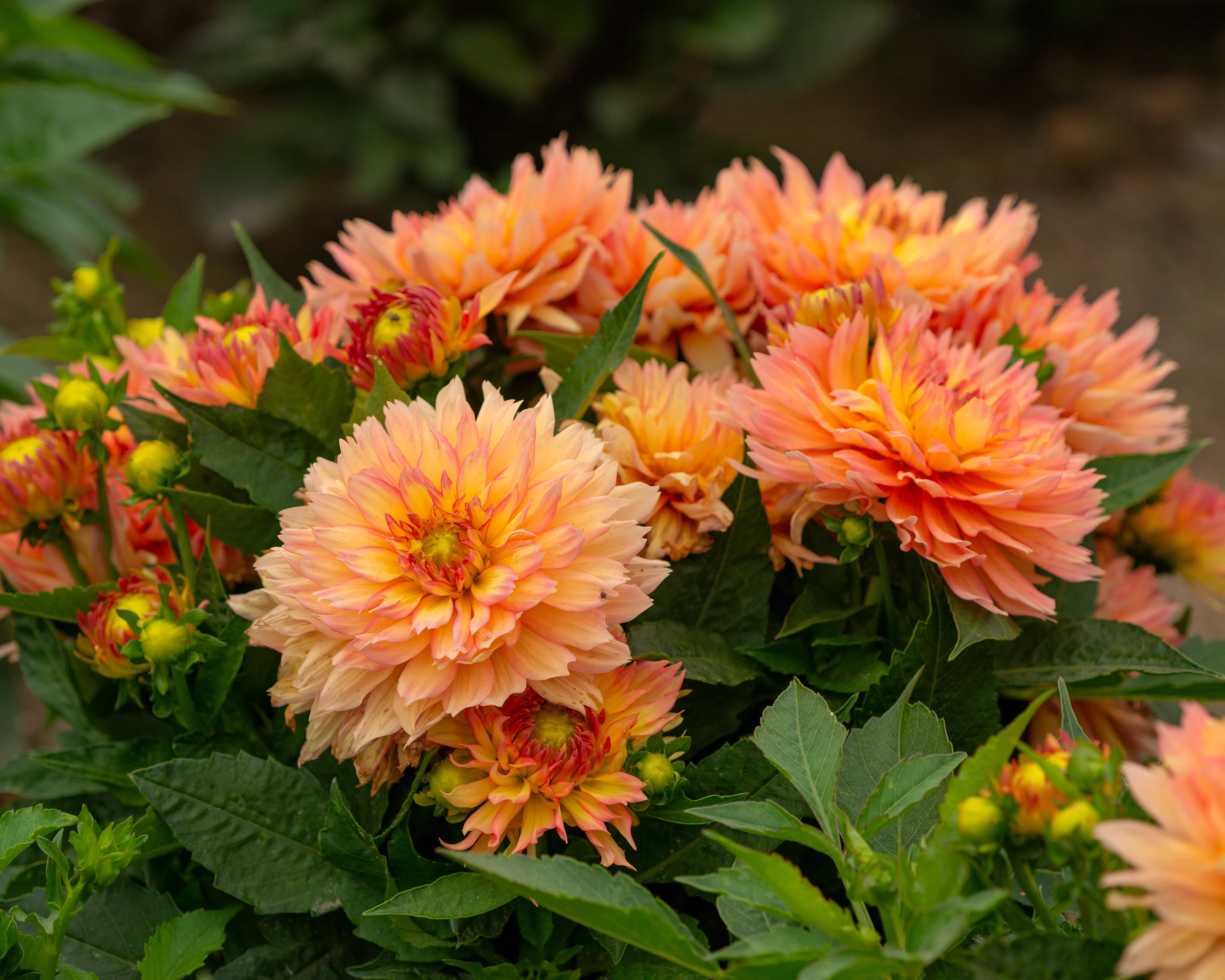 Dahlia 'Pablo' - Image 3