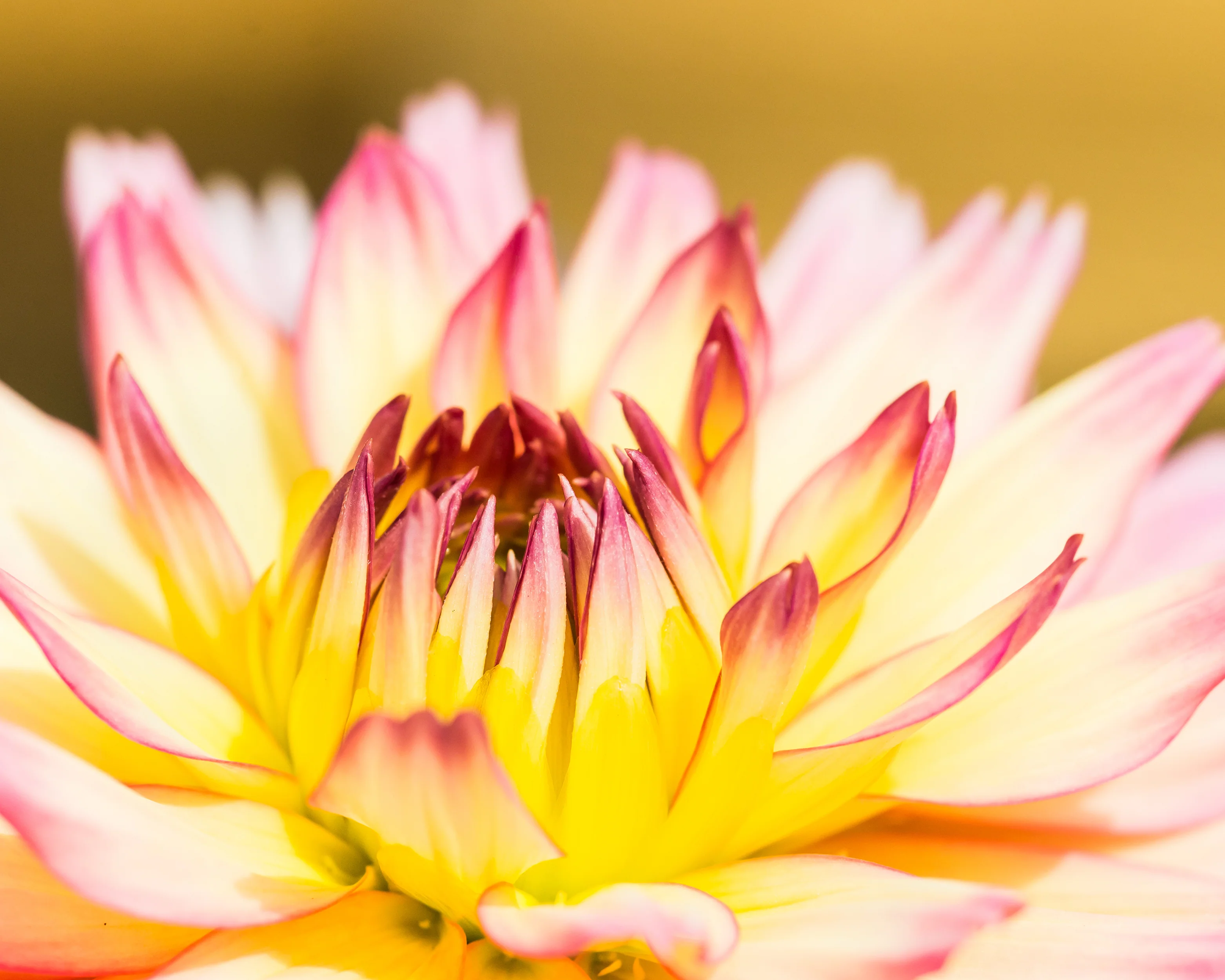Dahlia 'Pablo' - Image 4