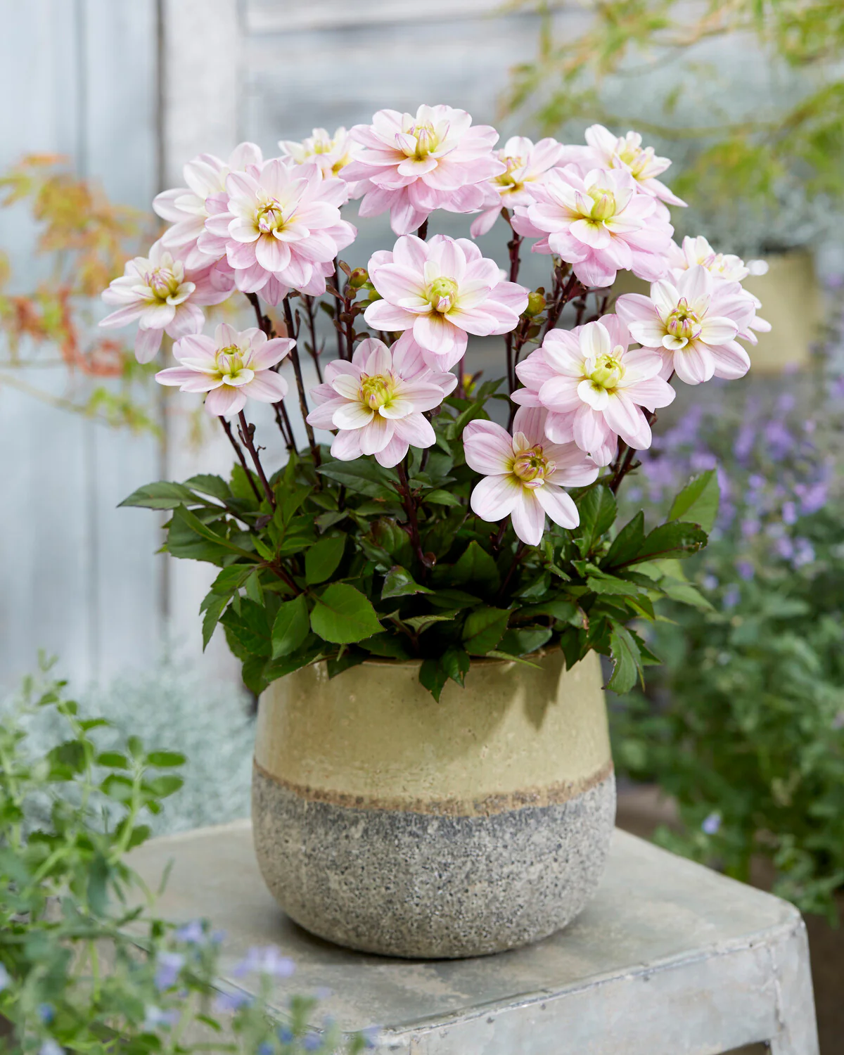 Dahlia 'Pacific Jewel' - Image 4