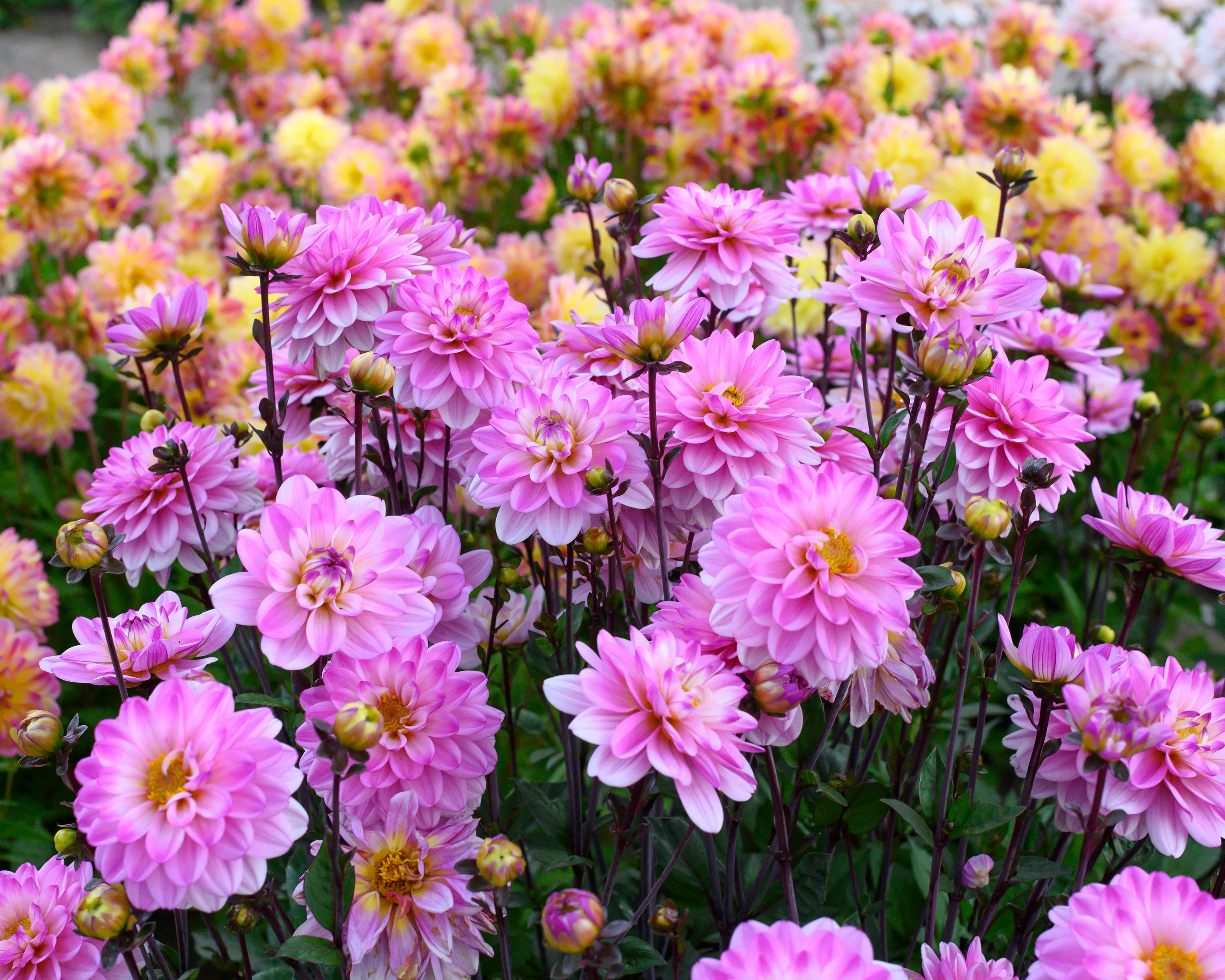 Dahlia 'Pacific Jewel' - Image 6