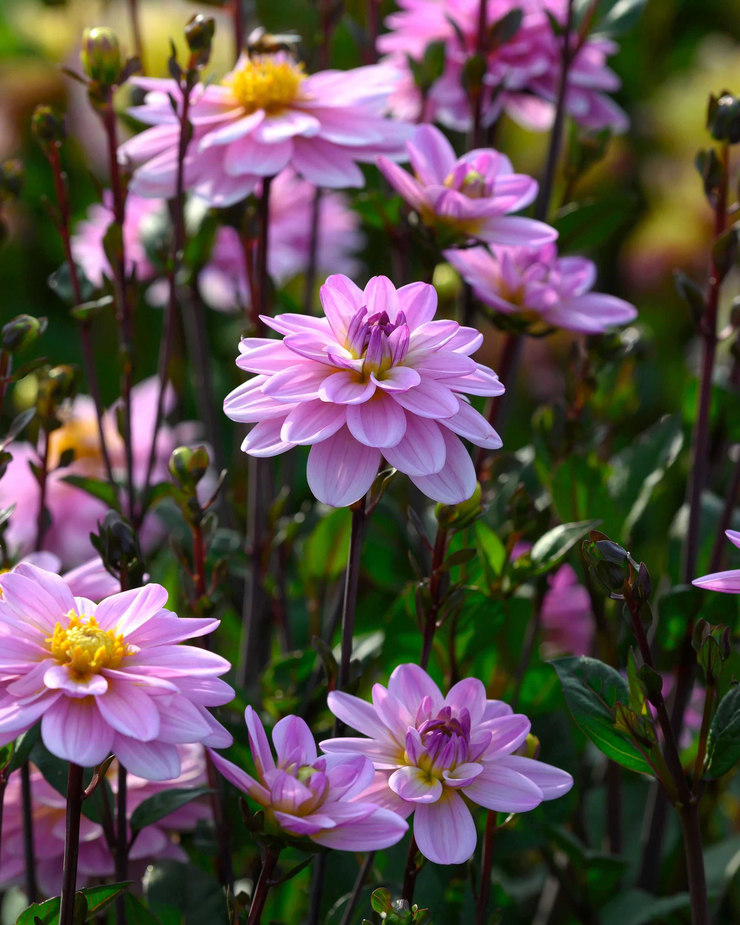 Dahlia 'Pacific Jewel' - Image 7