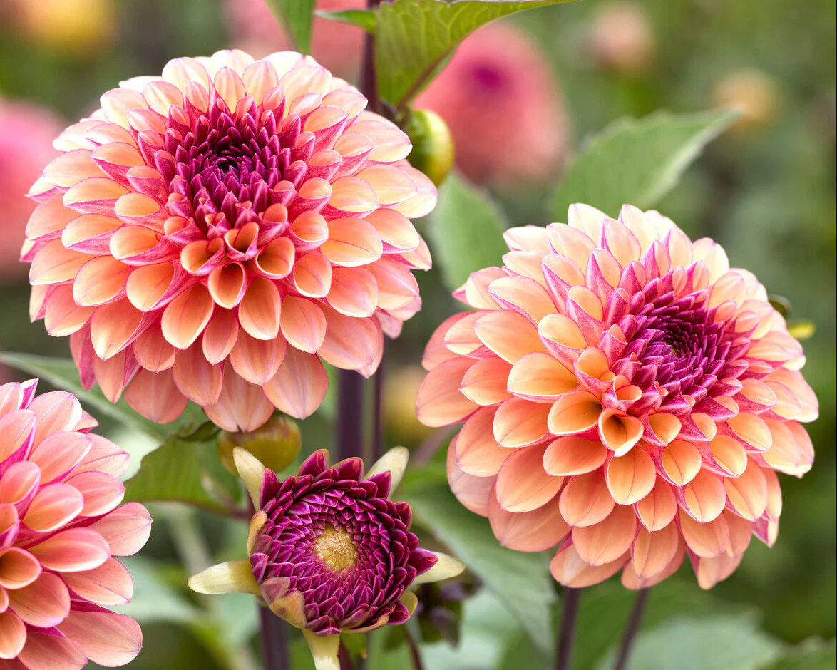 Dahlia 'Palmares' - Image 2
