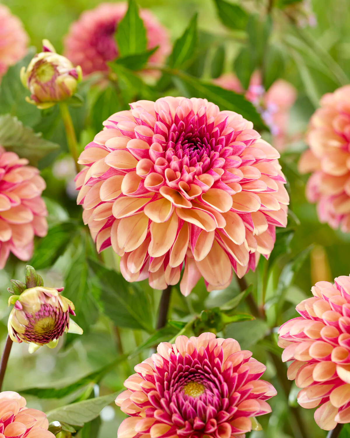 Dahlia 'Palmares' - Image 3