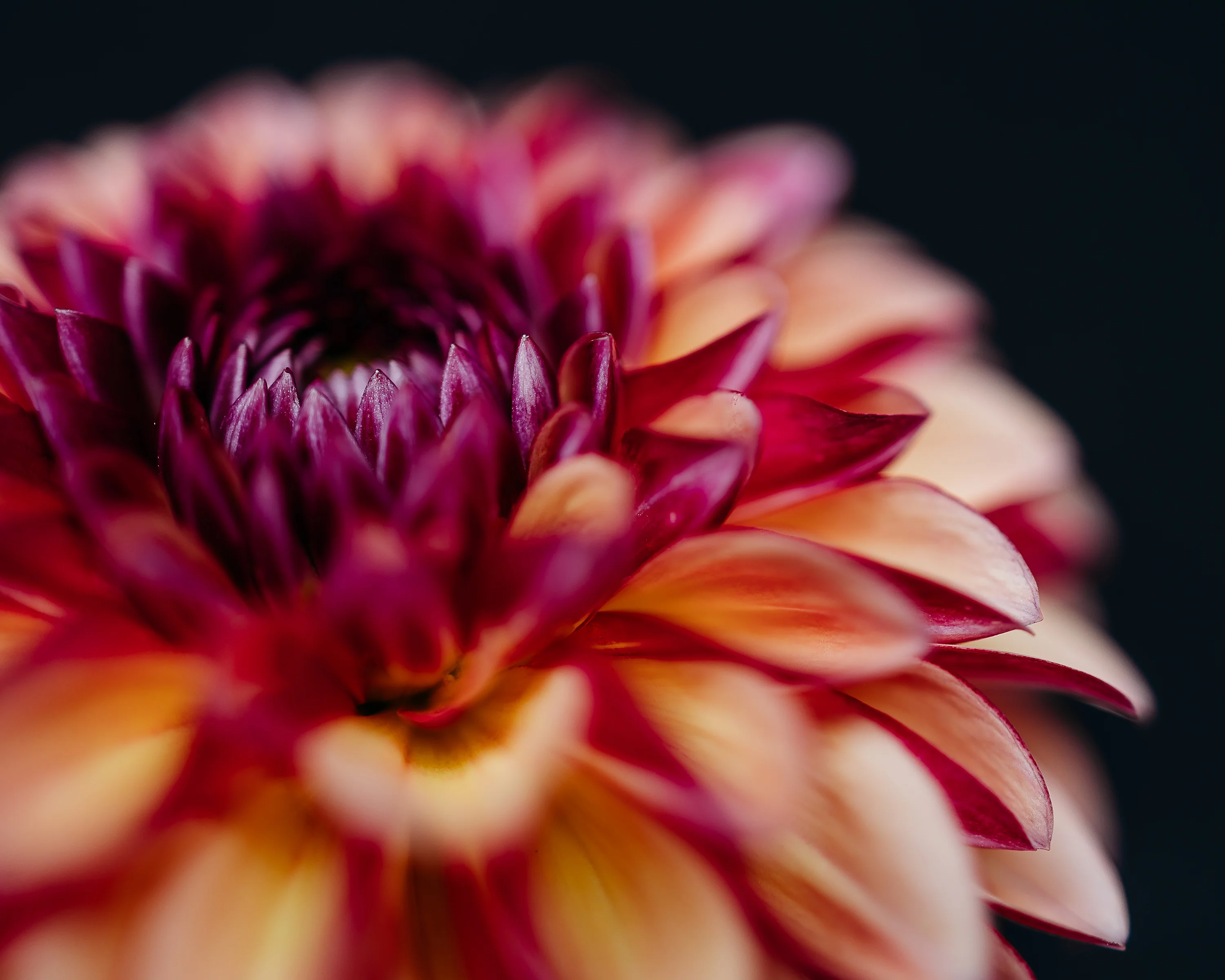 Dahlia 'Palmares' - Image 5