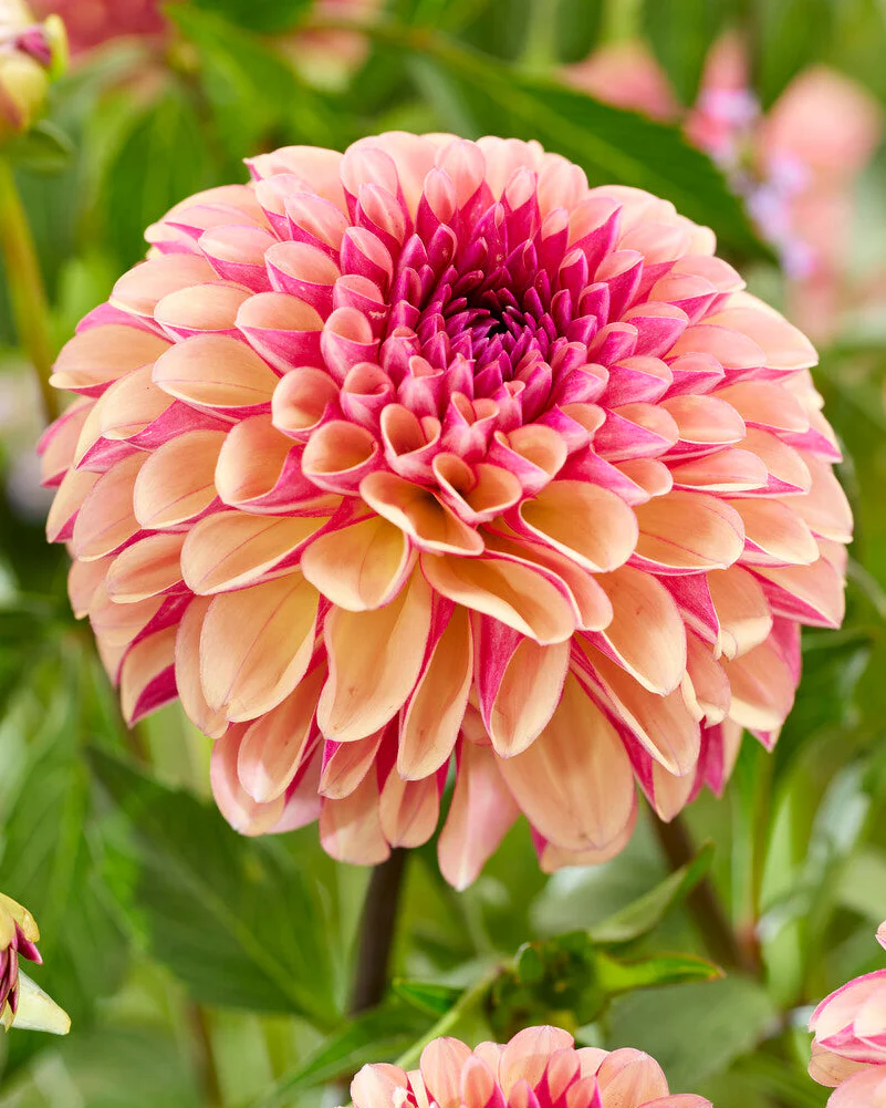 Dahlia 'Palmares' - Image 7