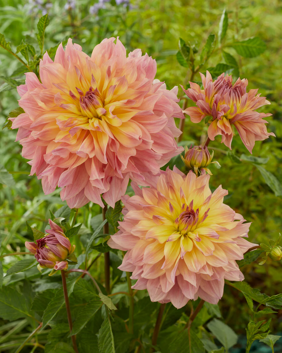 Dahlia 'Paso Doble Dancer' - Image 3