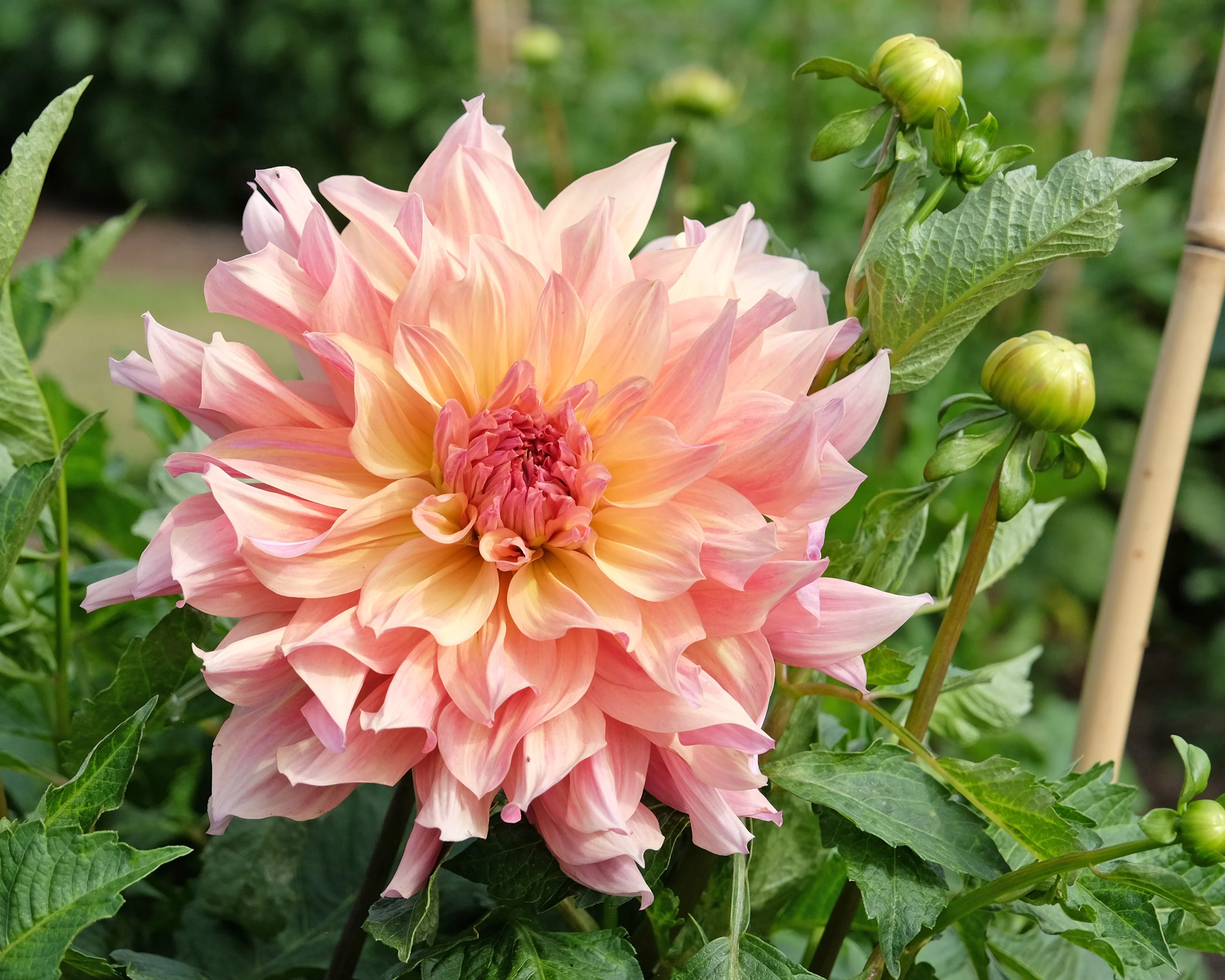 Dahlia 'Paso Doble Dancer' - Image 5