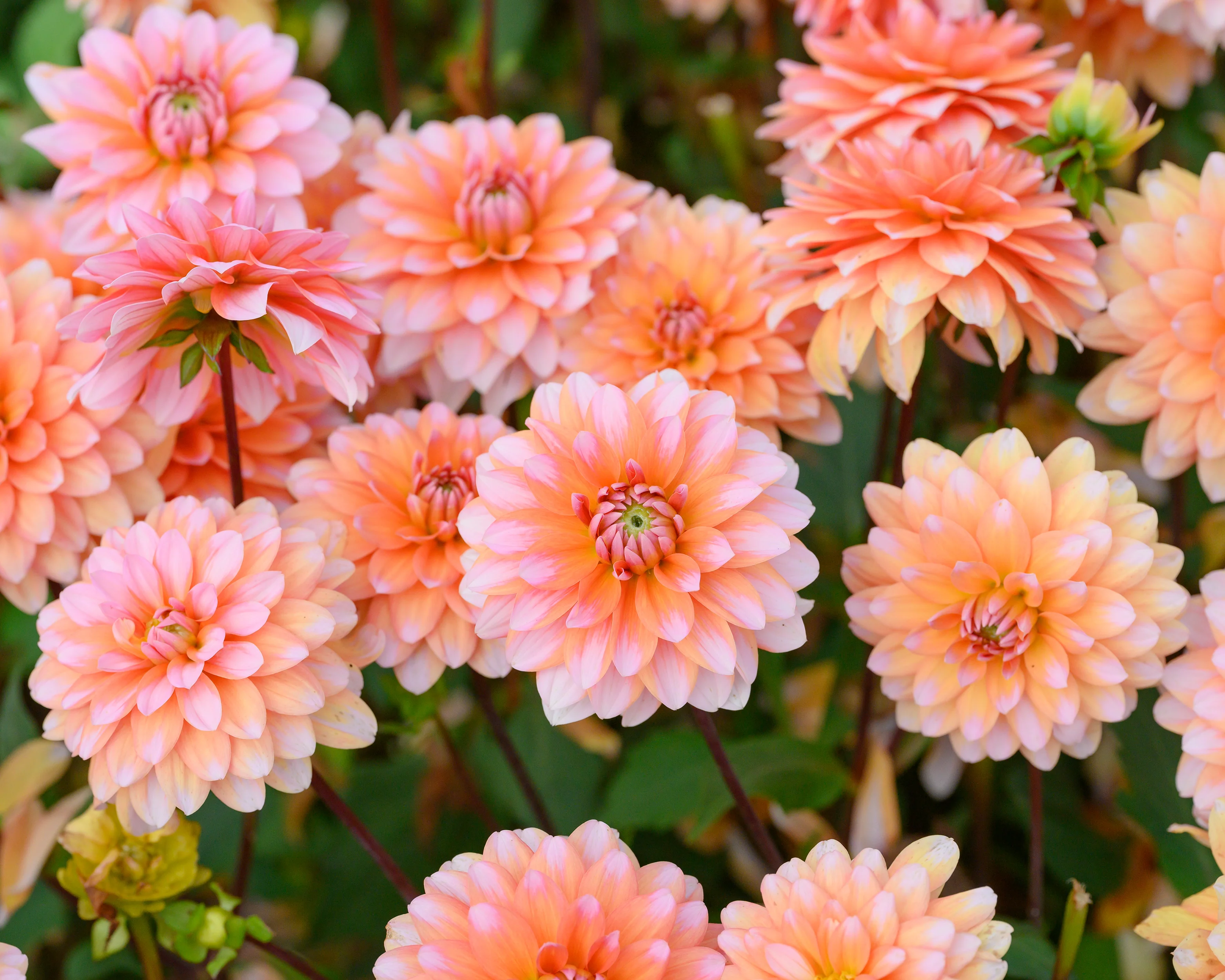 Dahlia 'Peaches and Vanilla' - Image 4