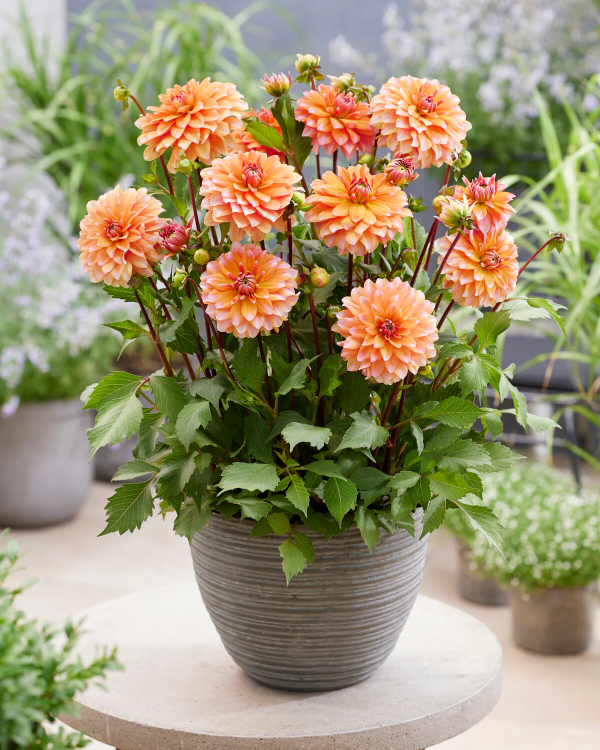 Dahlia 'Peaches and Vanilla' - Image 6
