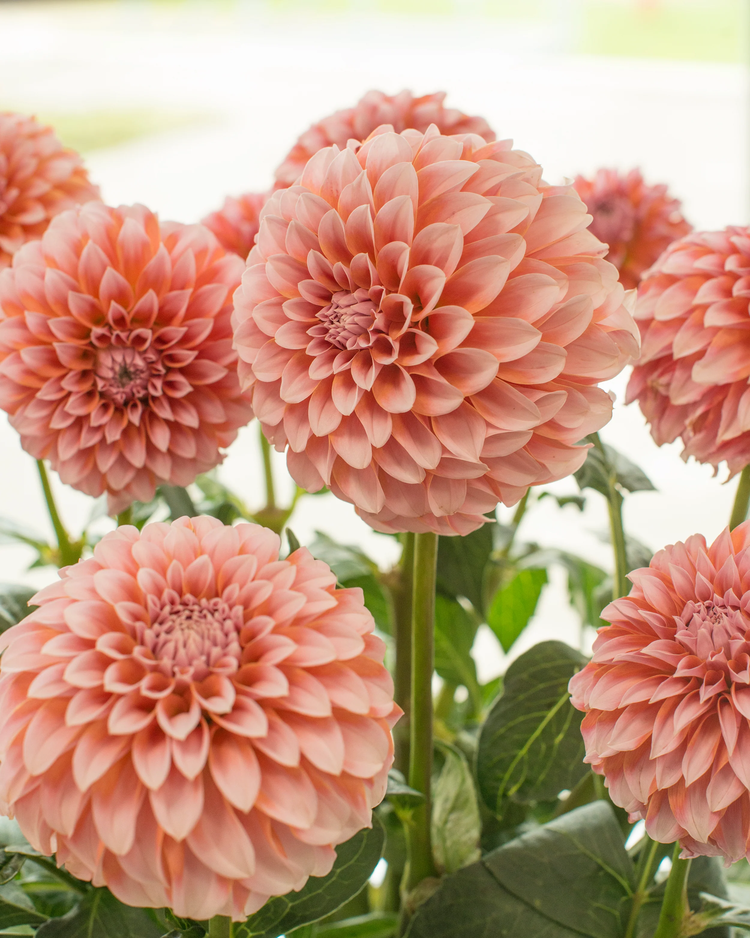 Dahlia 'Peaches' - Image 2