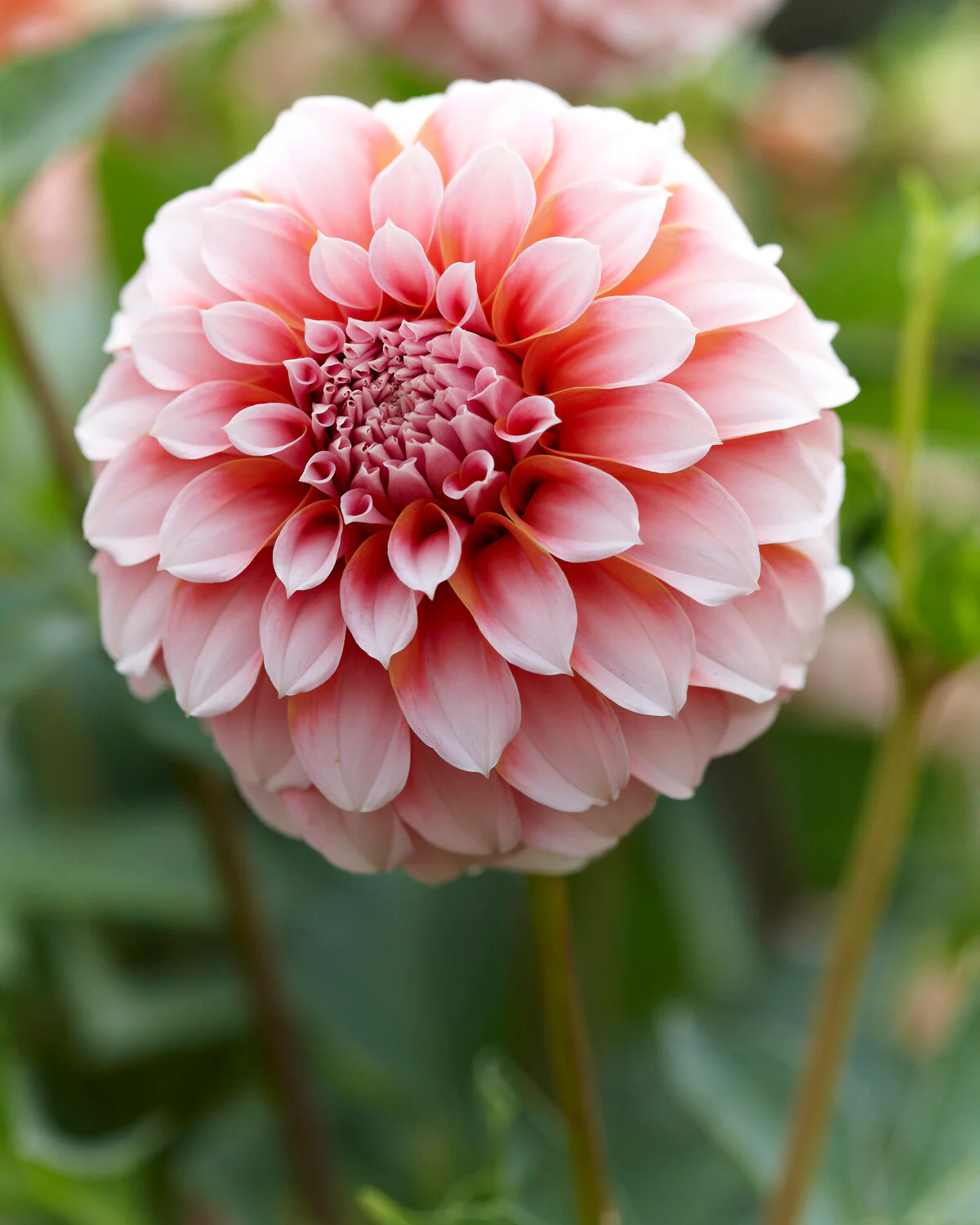 Dahlia 'Peaches' - Image 3