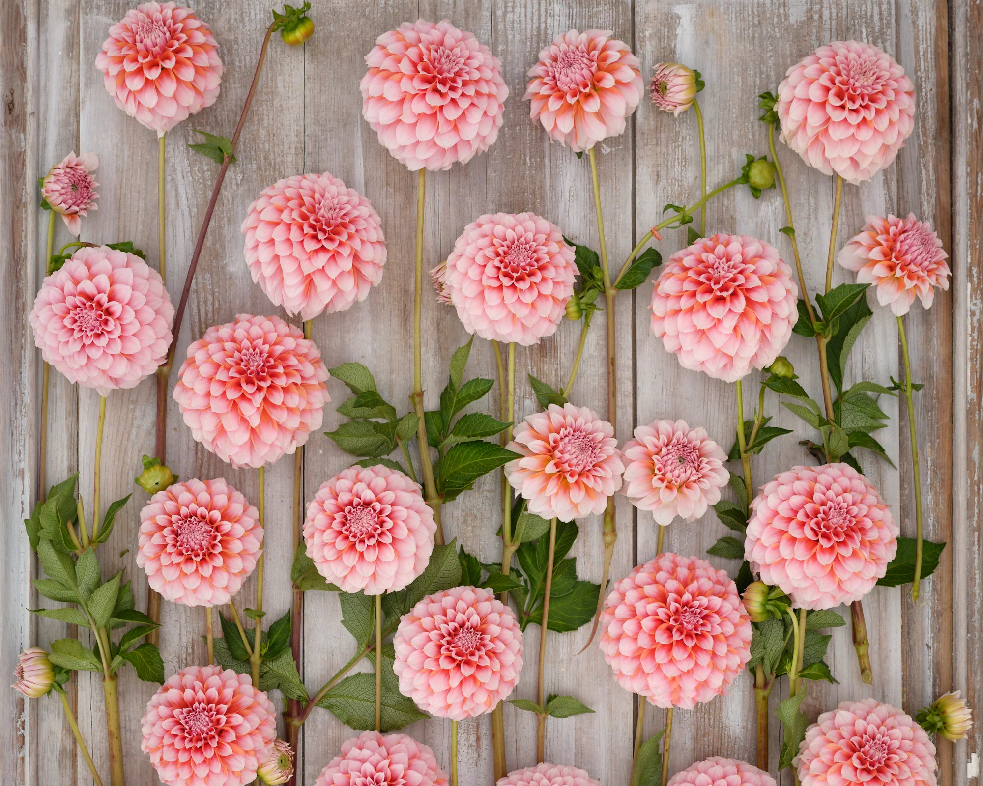 Dahlia 'Peaches' - Image 4