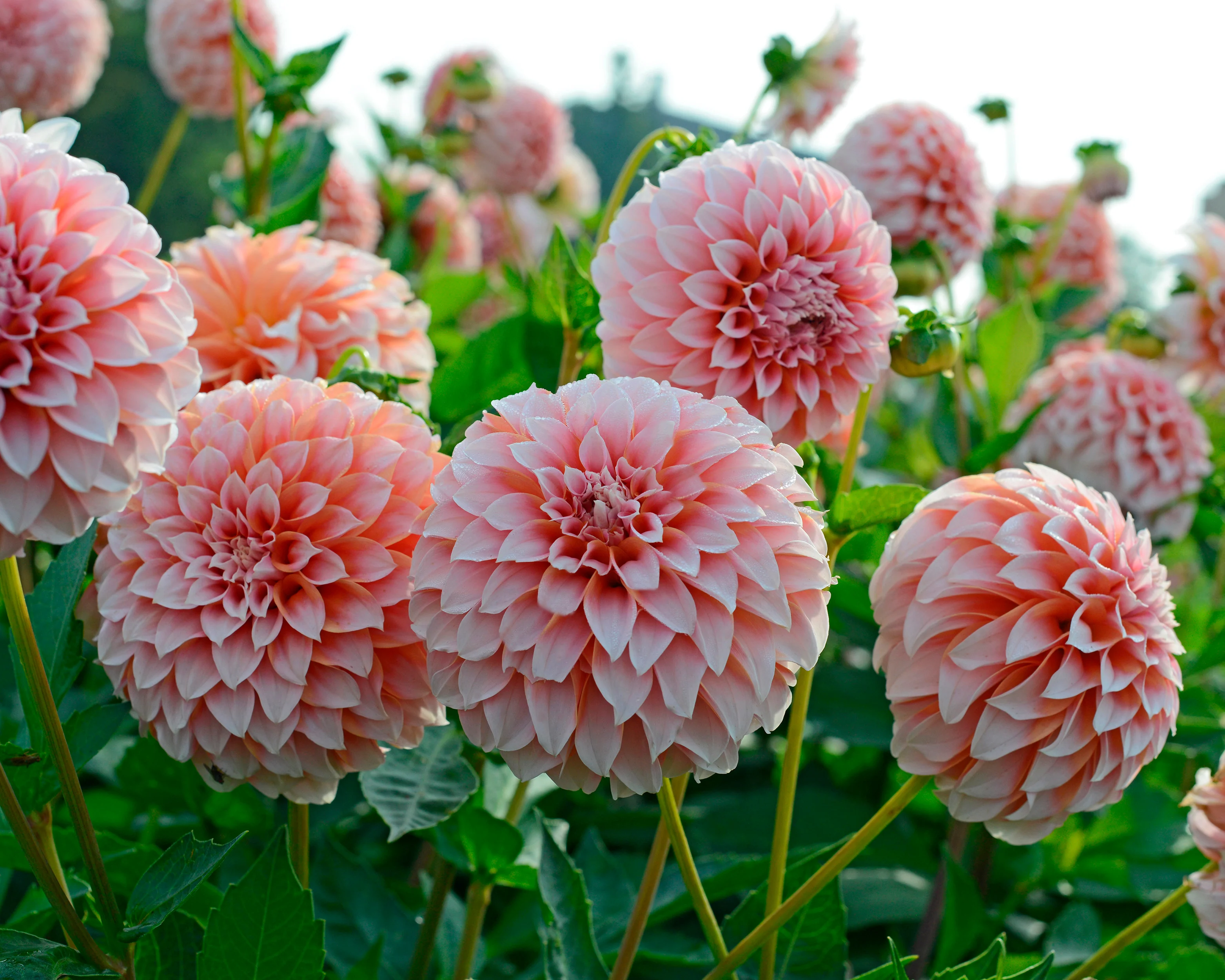 Dahlia 'Peaches' - Image 5