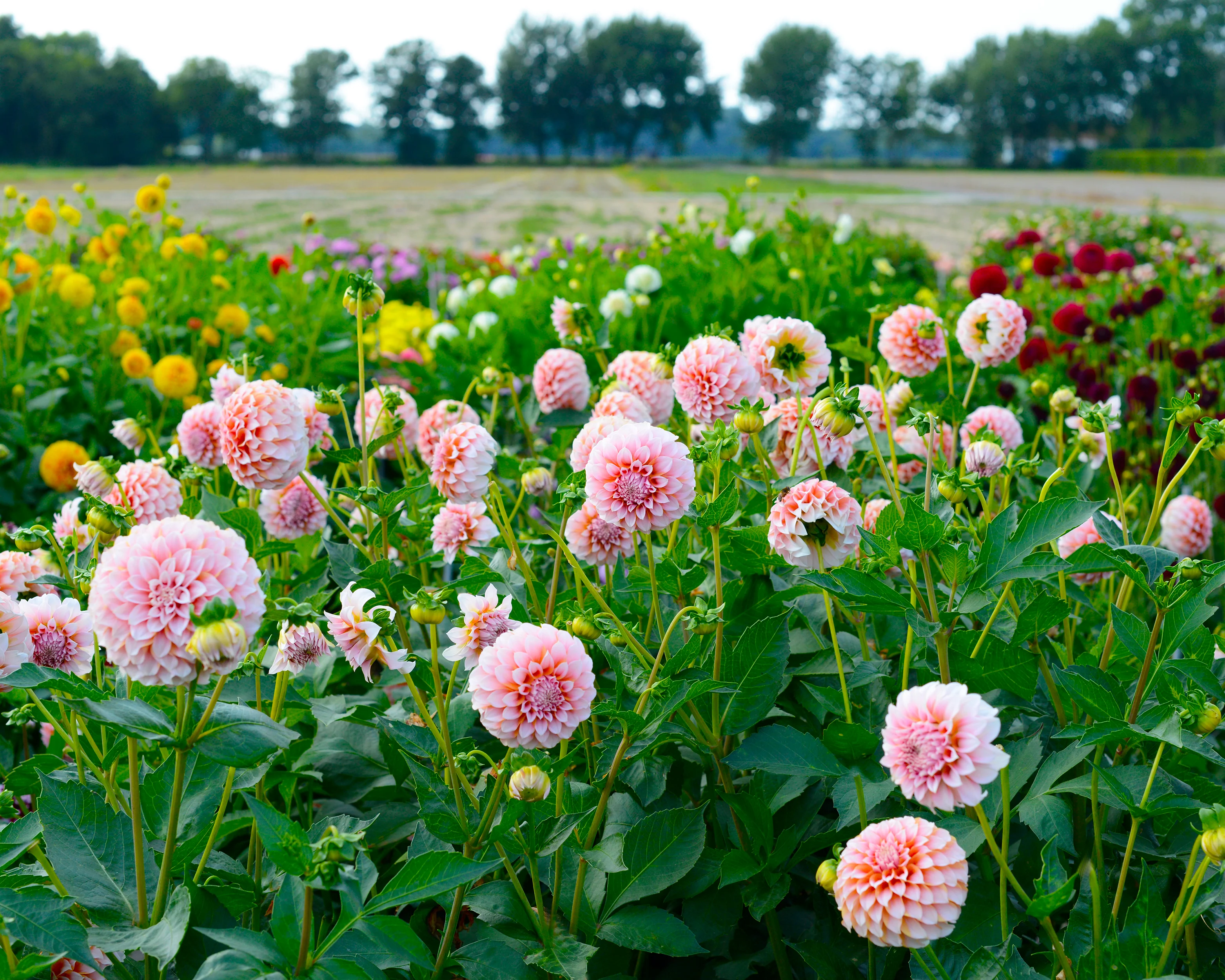 Dahlia 'Peaches' - Image 6