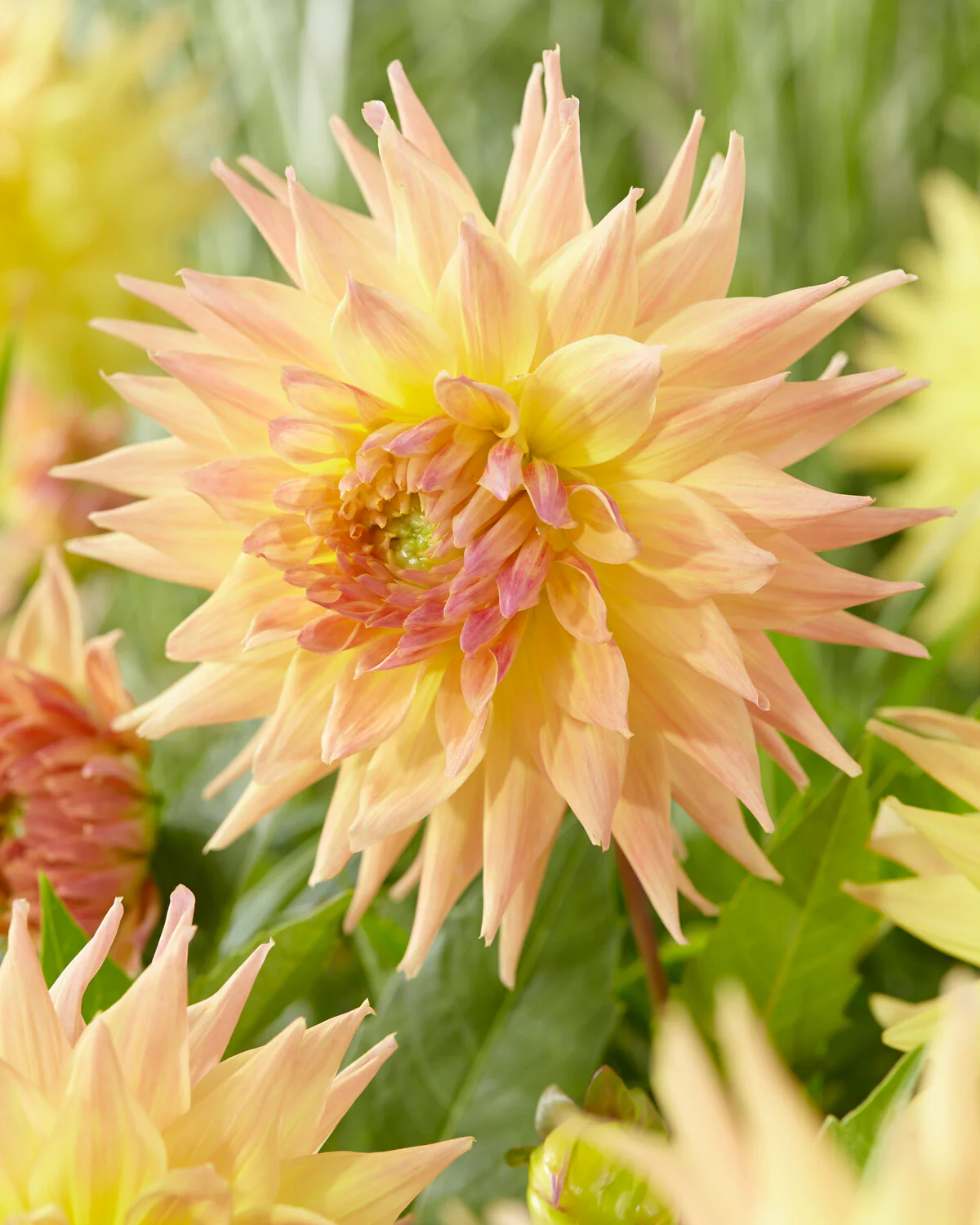 Dahlia 'Penhill Autumn Shade'