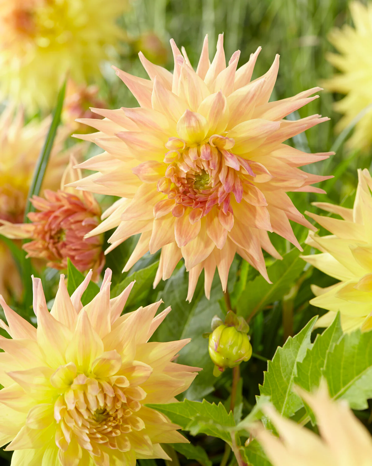 Dahlia 'Penhill Autumn Shade' - Image 2