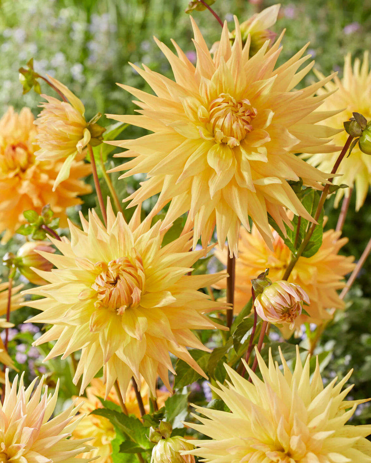 Dahlia 'Penhill Autumn Shade' - Image 4