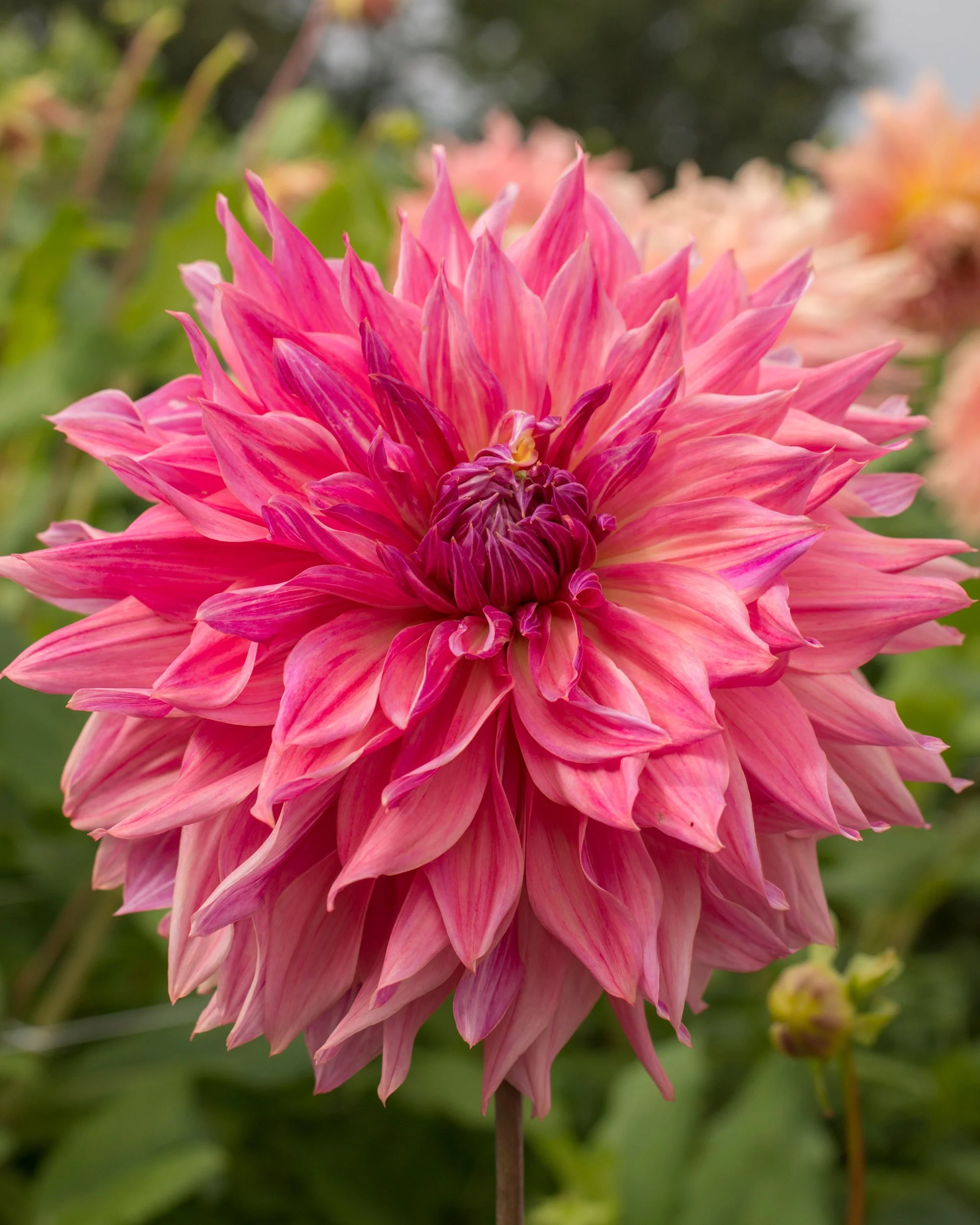 Dahlia 'Penhill Dark Monarch' - Image 2