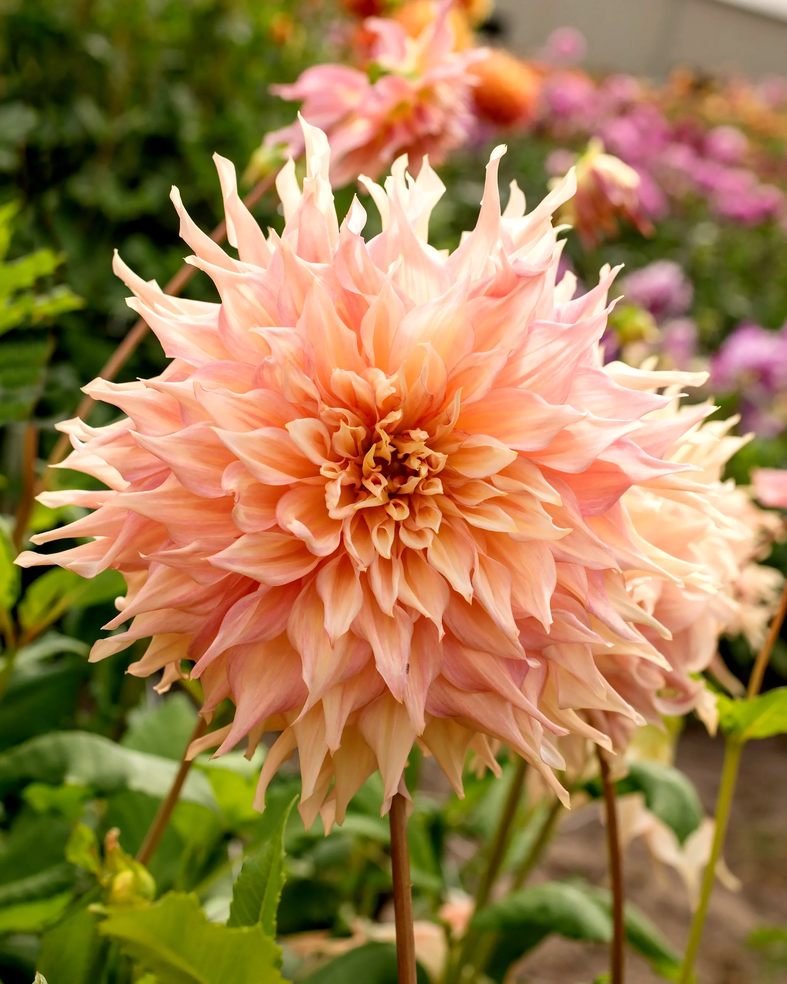Dahlia 'Penhill Watermelon' - Image 2