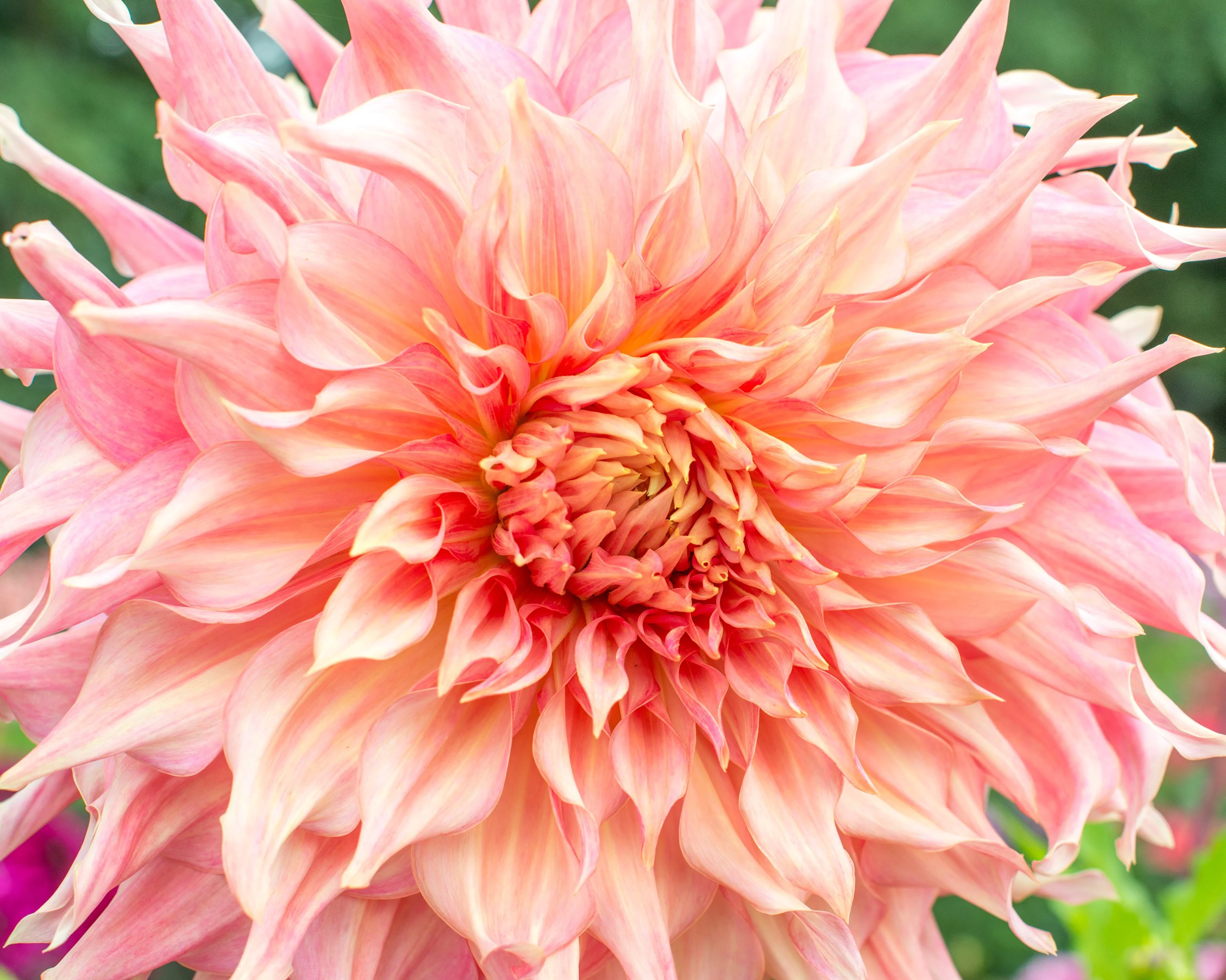 Dahlia 'Penhill Watermelon' - Image 5