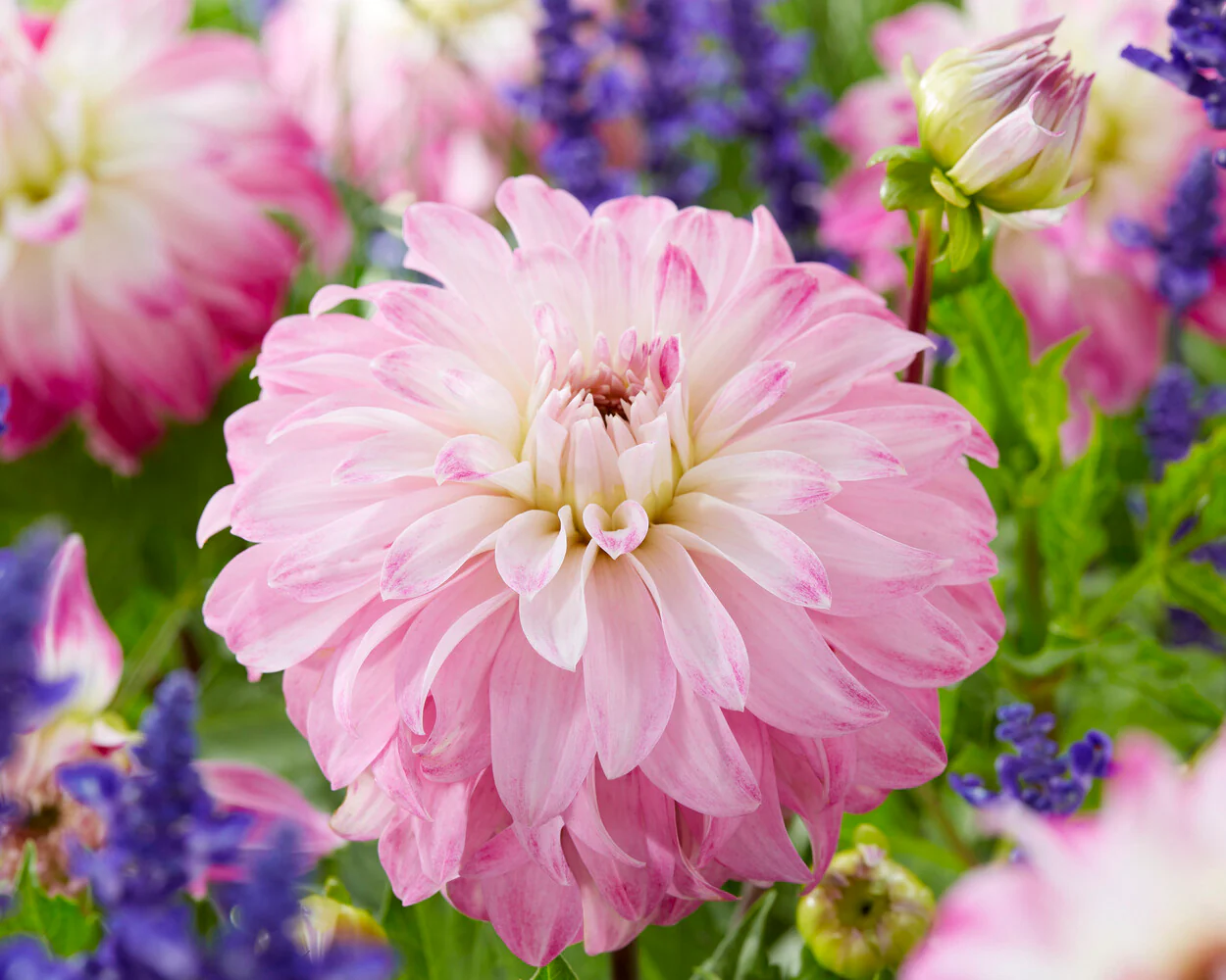 Dahlia 'Pink Petticoat' - Image 2