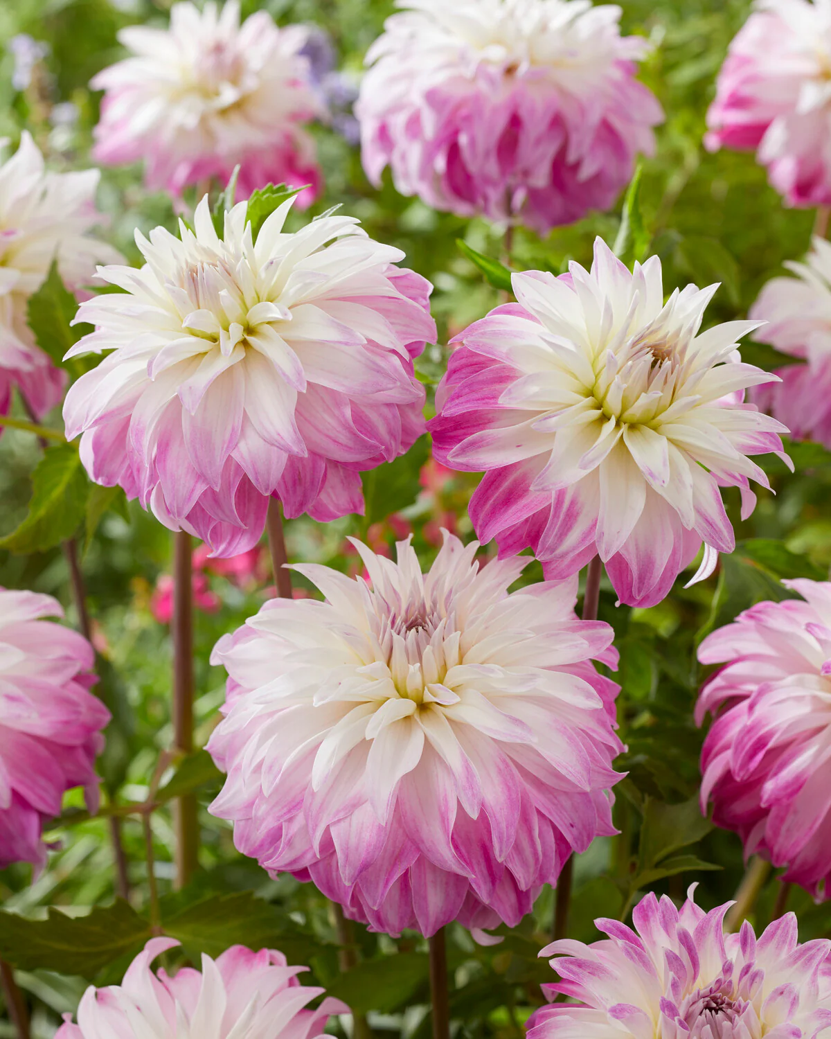 Dahlia 'Pink Petticoat' - Image 3