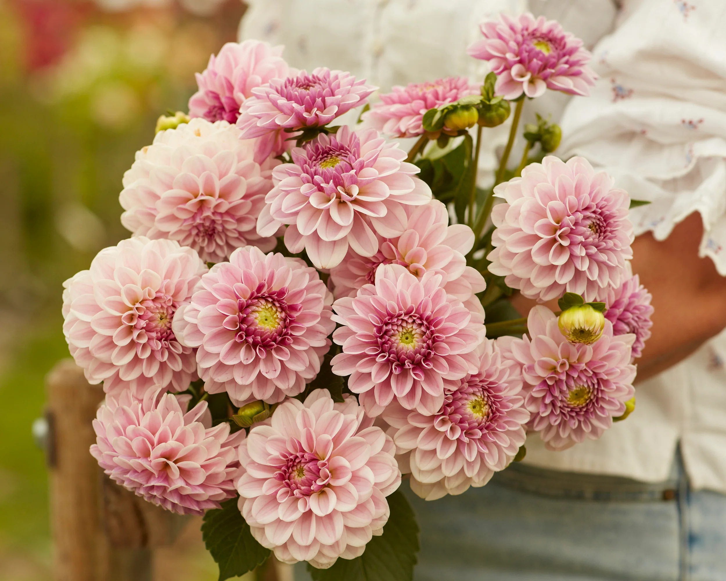 Dahlia 'Pink Silk' - Image 3