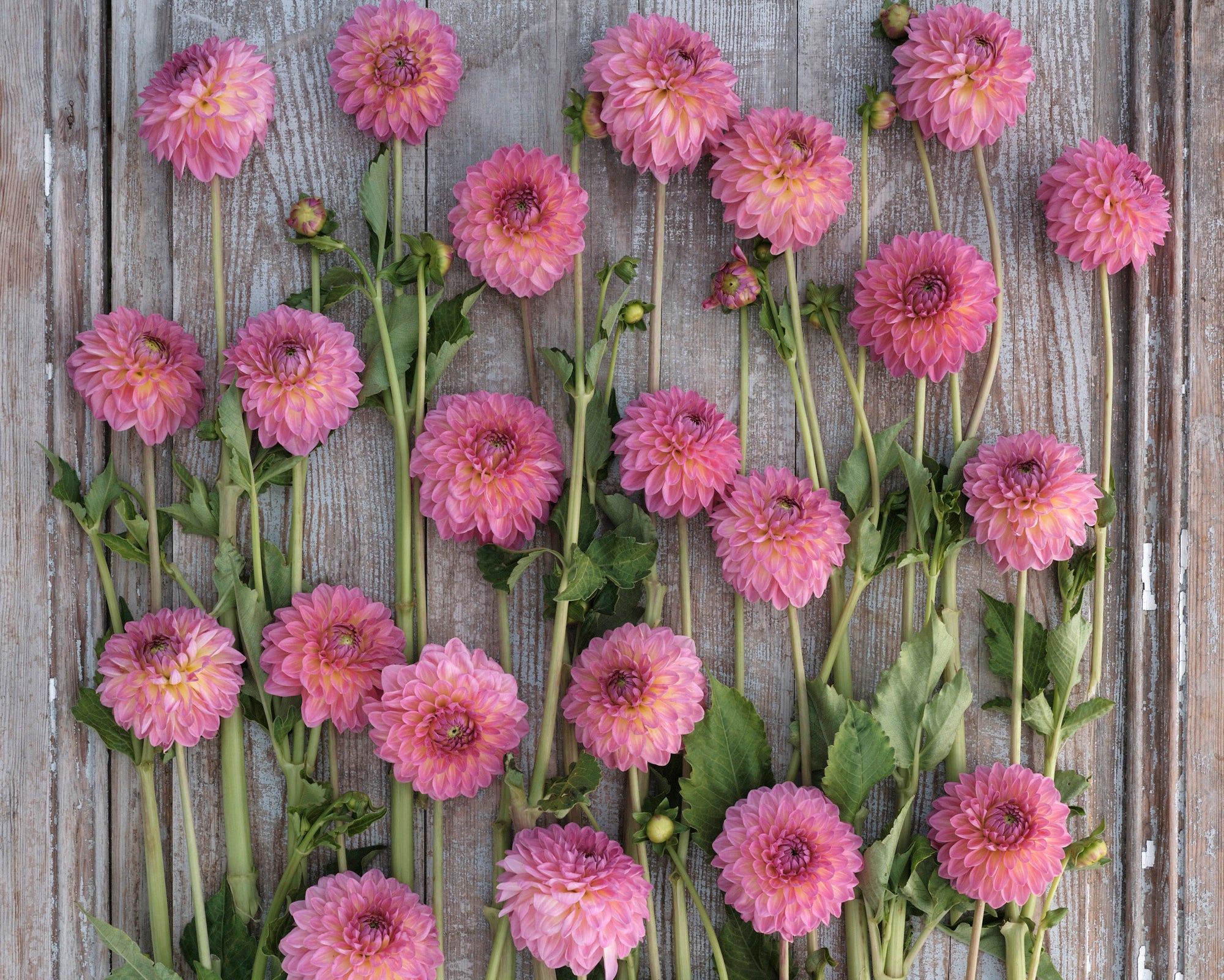 Dahlia 'Pink Suffusion' - Image 3