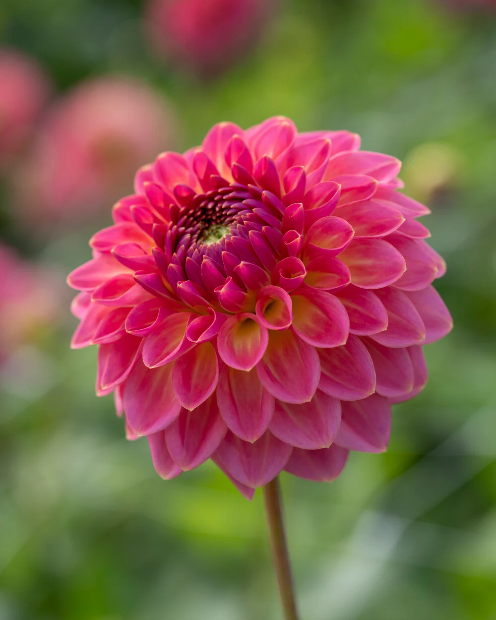 Dahlia 'Pink Suffusion' - Image 5